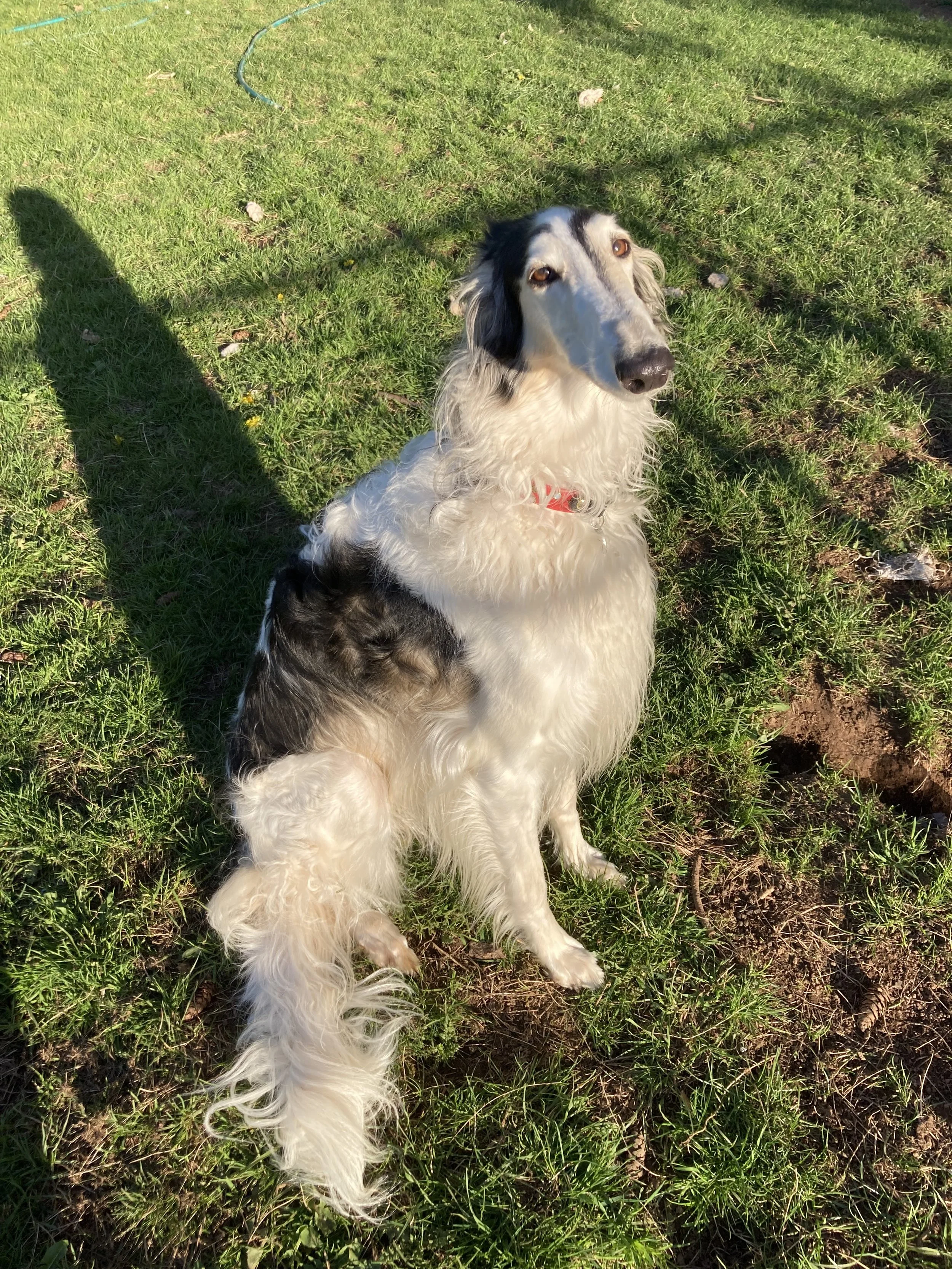 Fern, 5 years old