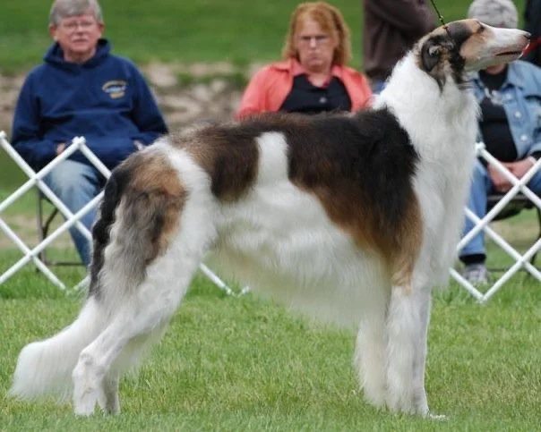 Am. GCH Aria's The Quiet Man, "Sean" at age 5 years.