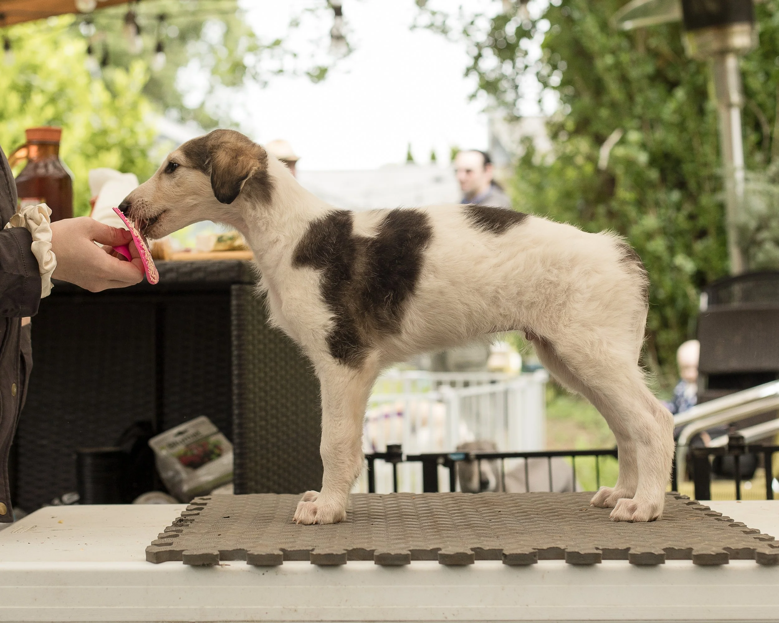 Sable and white borzoi puppy