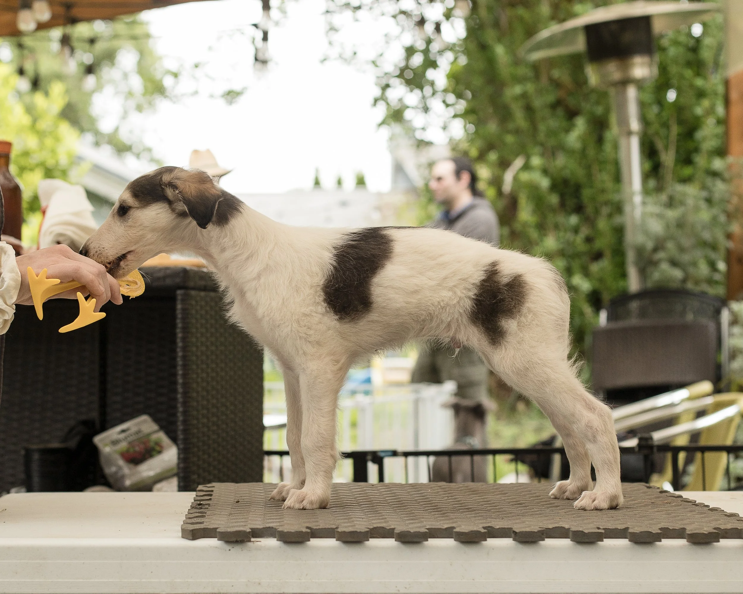 Sable and white borzoi puppy