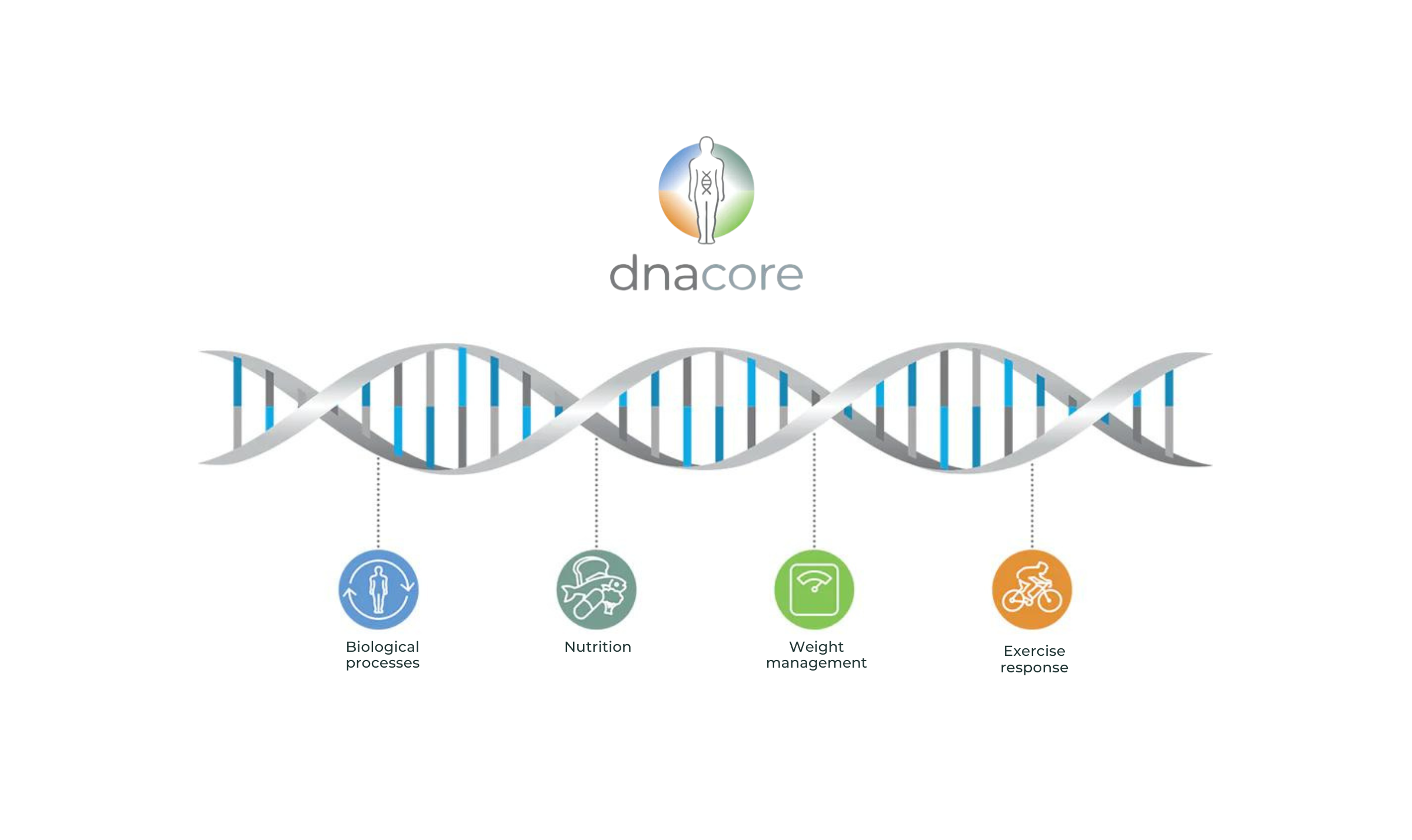 dnaCore Package Overview