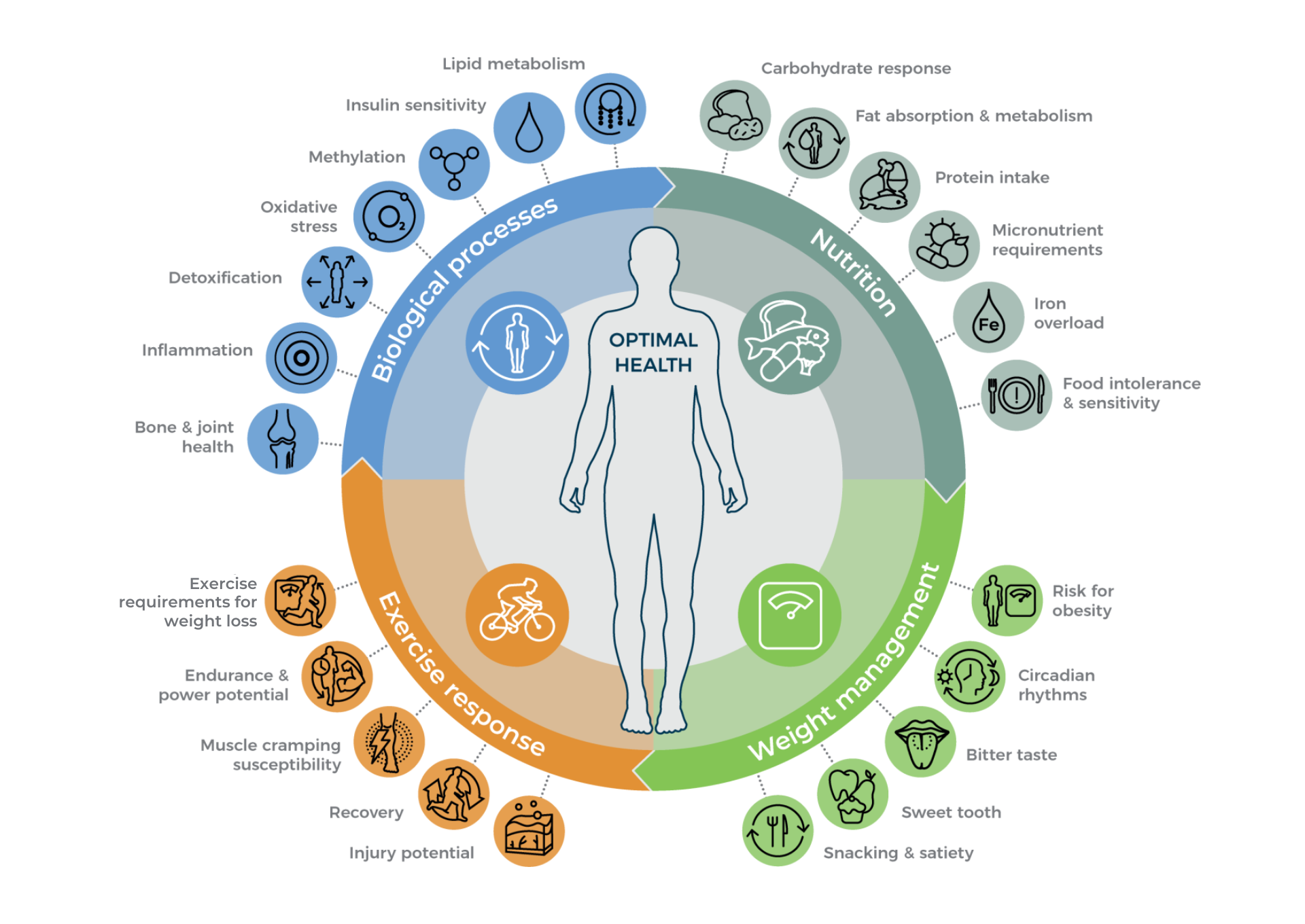 Diagram illustrating four interconnected factors for optimal health: Biological processes, Nutrition, Exercise response, and Weight management. Biological processes include lipid metabolism, insulin sensitivity, methylation, oxidative stress, detoxification, inflammation, and bone & joint health. Nutrition covers carbohydrate response, fat absorption & metabolism, protein intake, micronutrient requirements, iron overload, and food intolerance & sensitivity. Exercise response involves exercise requirements for weight loss, endurance & power potential, muscle cramping susceptibility, recovery, and injury potential. Weight management includes risk for obesity, circadian rhythms, bitter taste, sweet tooth, snacking & satiety.
