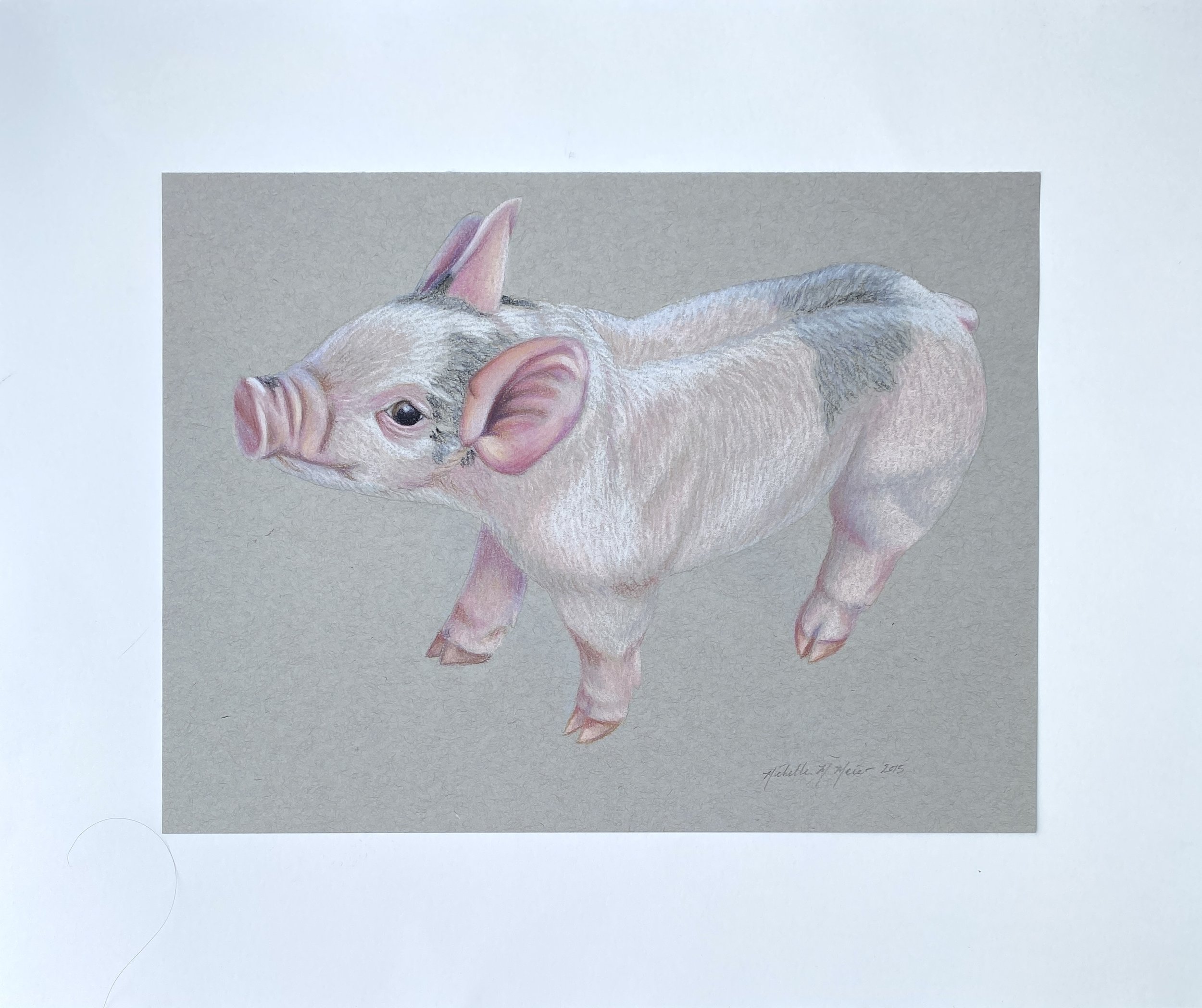 Piglet. 2015. Chalk pastel on toned paper.