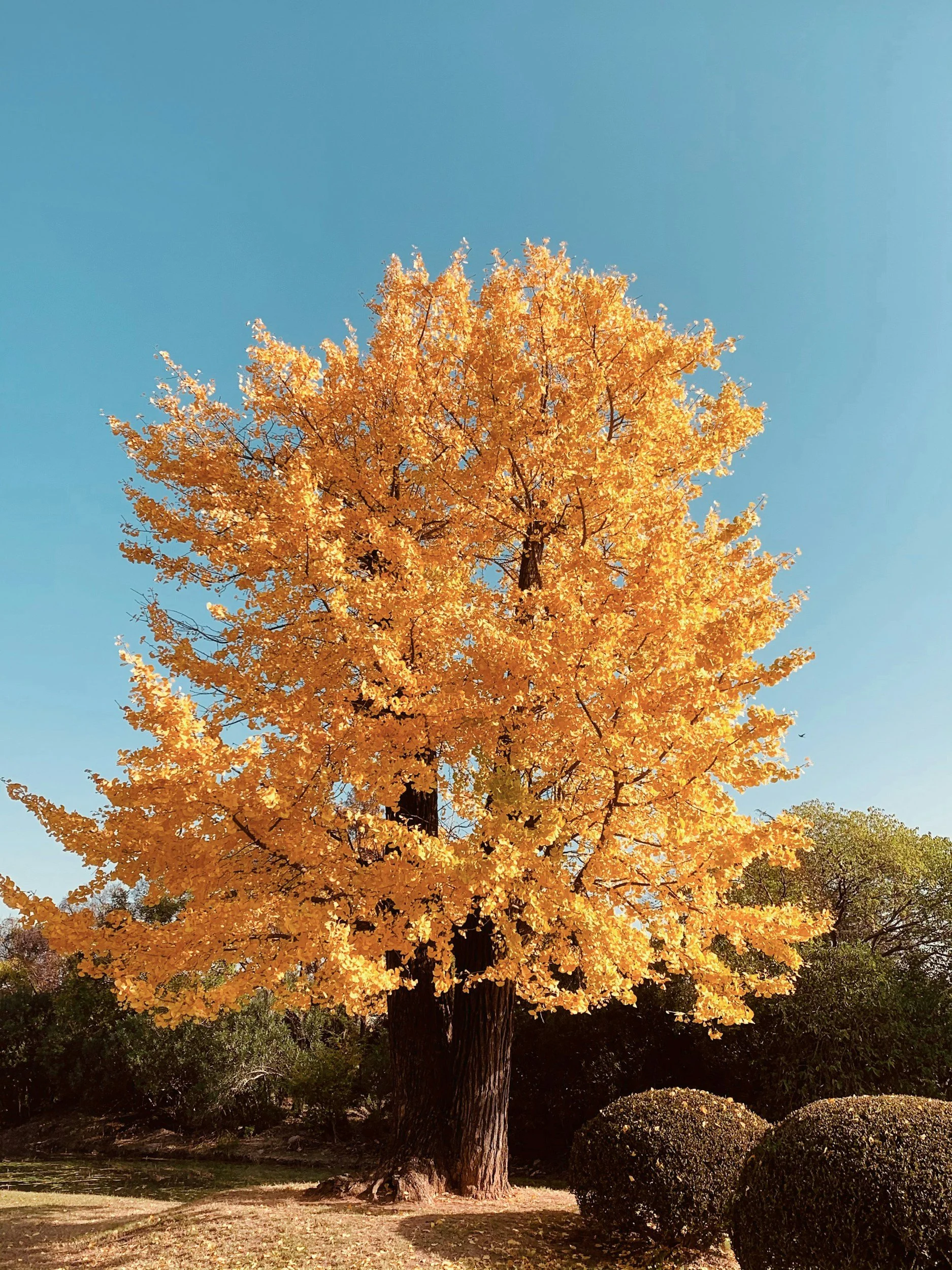 A large tree with bright yellow autumn leaves stands in a park, with a clear blue sky overhead and some bushes at its base.