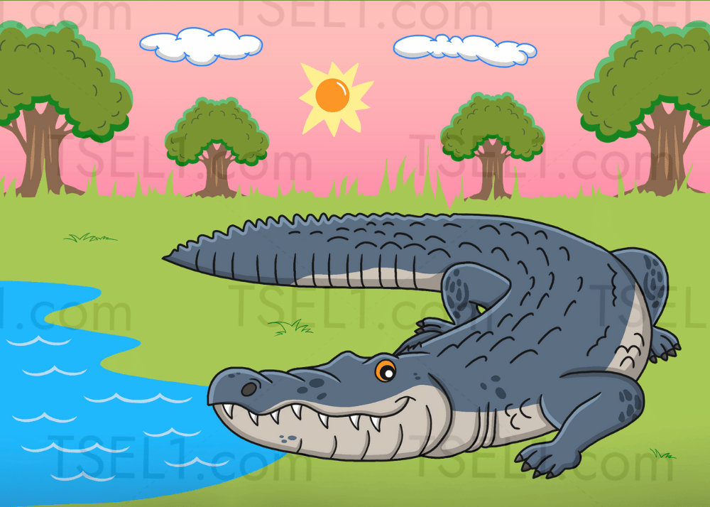 American Alligator 7x5.png