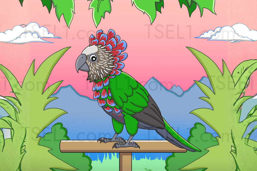 Hawk-headed Parrot 6x4.png