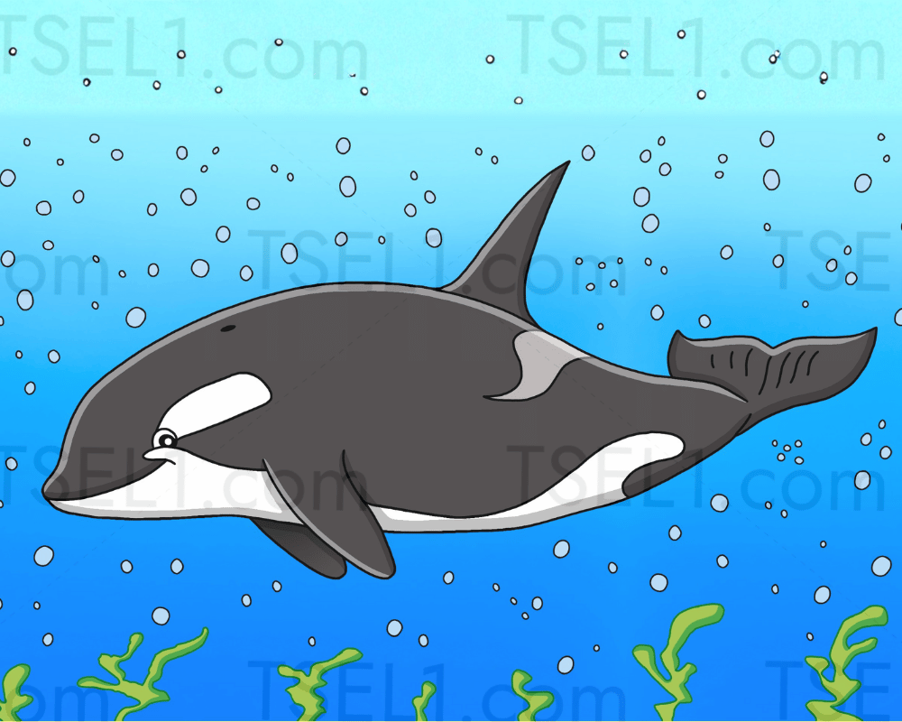 Killer Whale 10x8.png