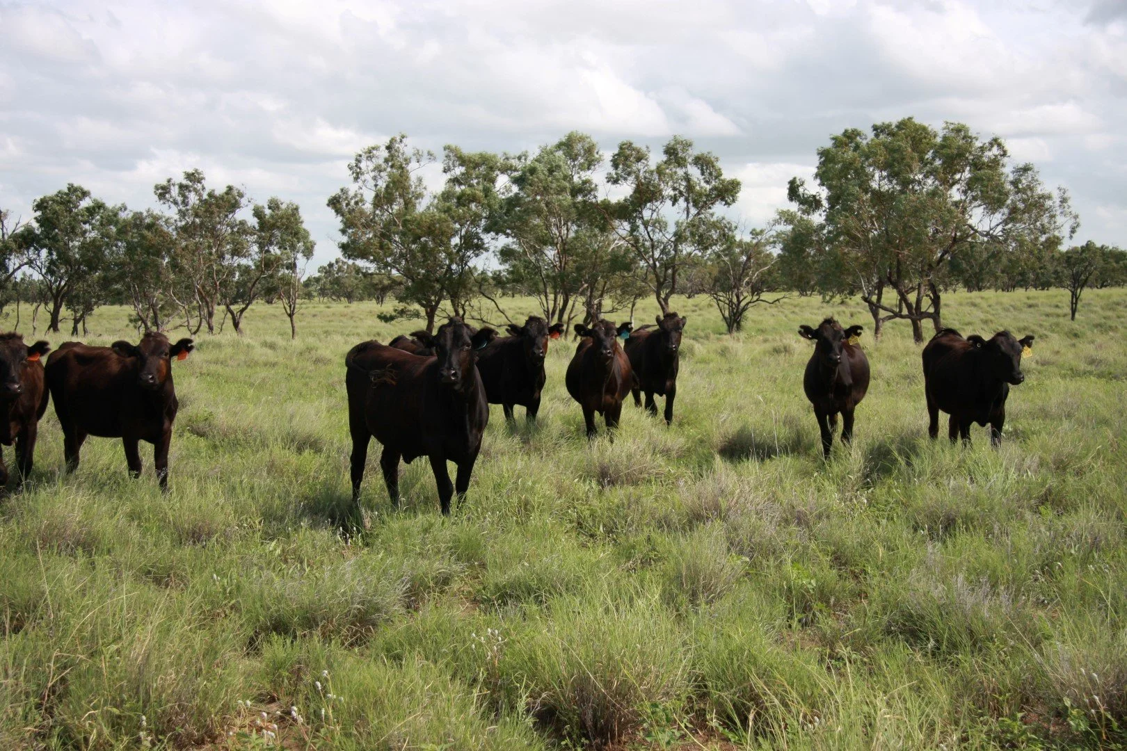 Duties: A Matter for Trusts &amp; Option Fees