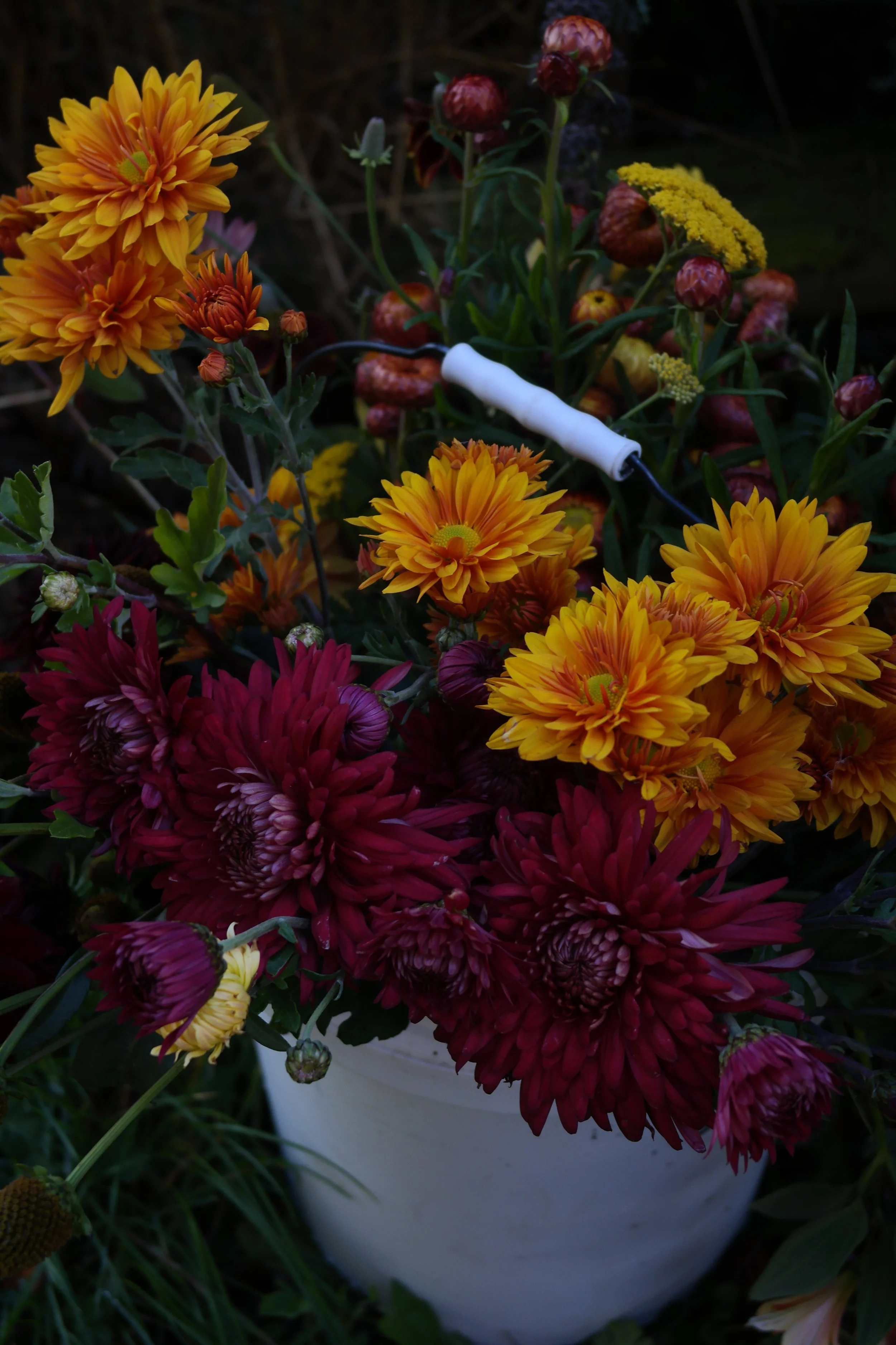 crysanthbloombucket.JPG