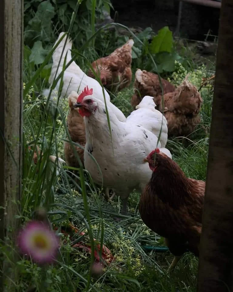 hens.jpg