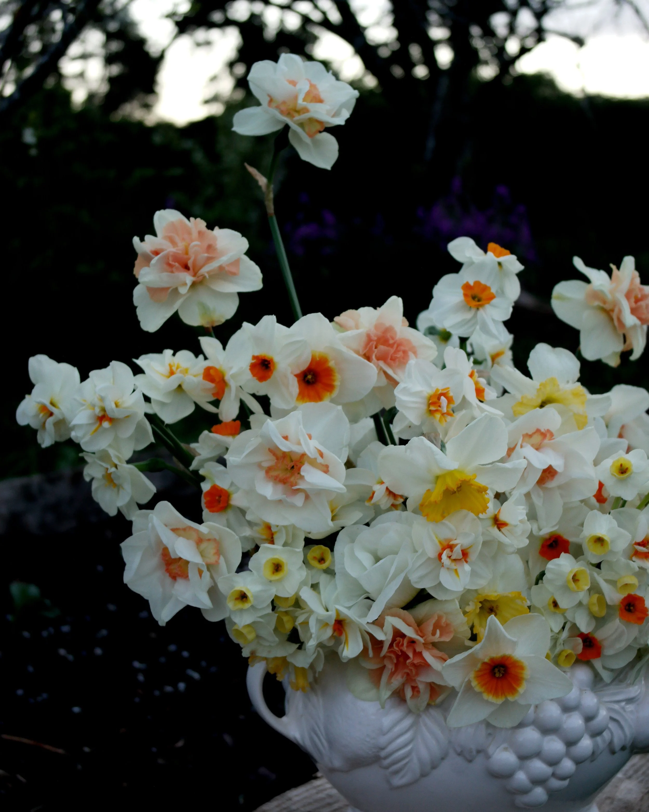 daffs.jpg
