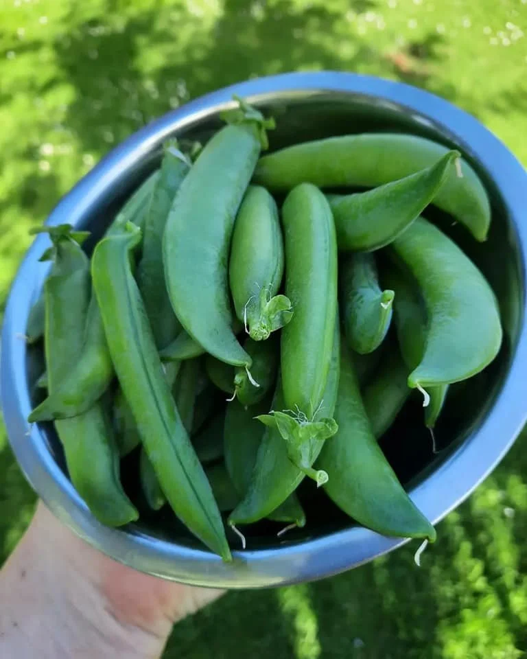 peas.jpg