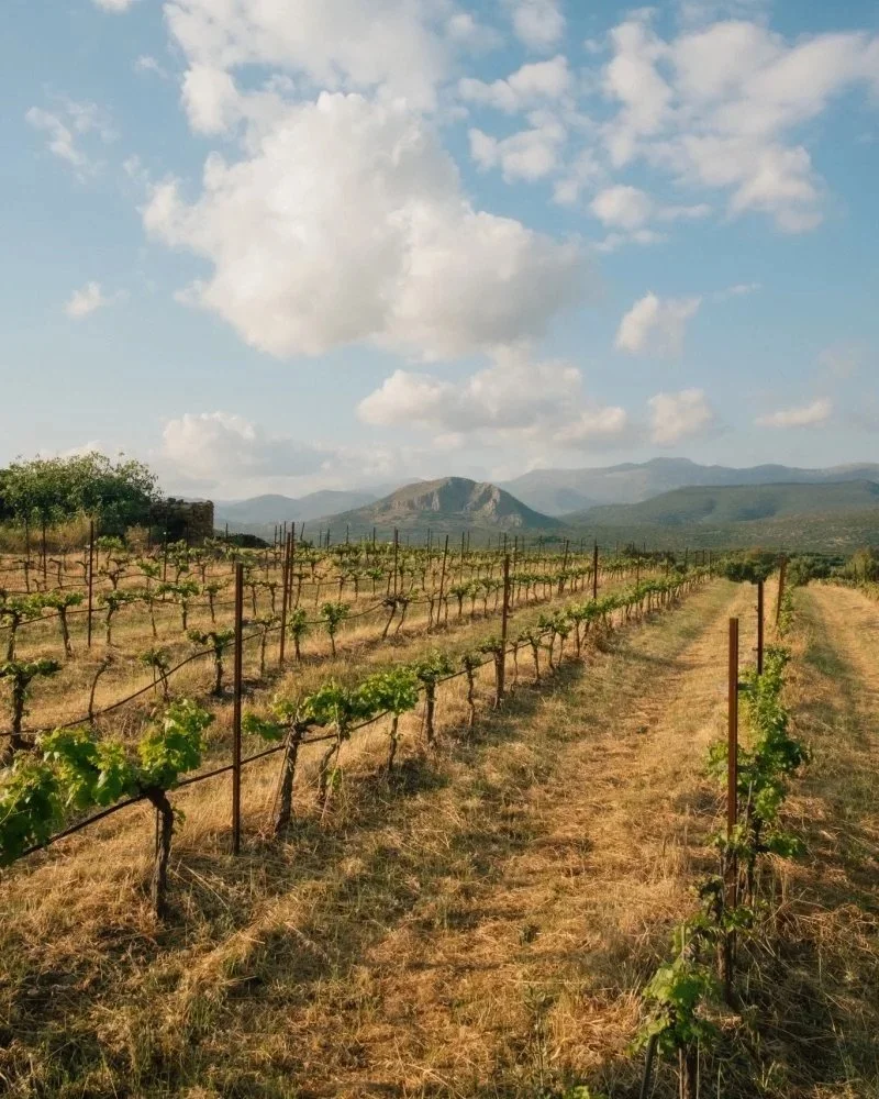 Vineyard rows with mountain views in the Greek countryside