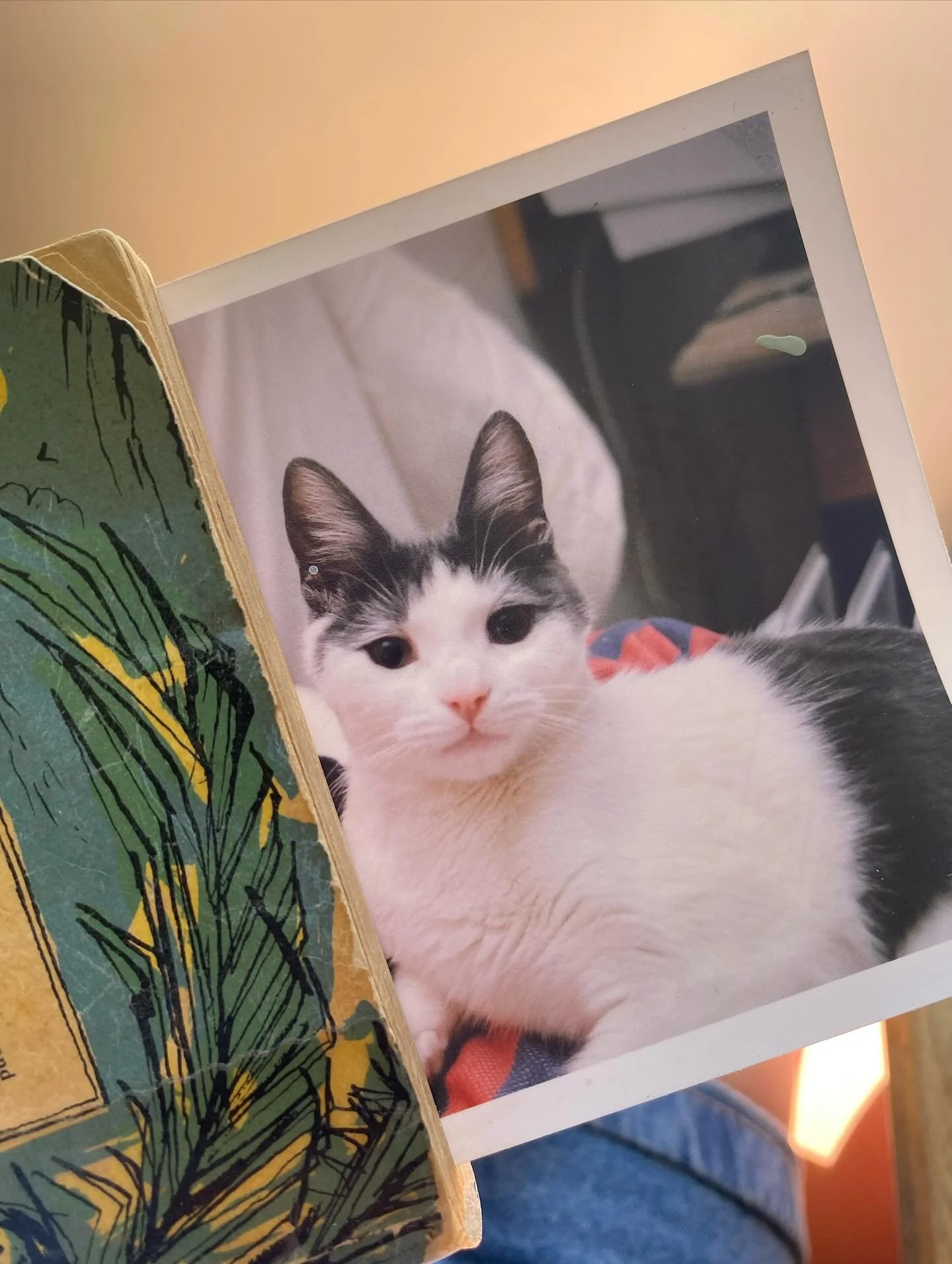 Memories of long gone kitty cats or doggies can bring up such a mixture of feelings. Obviously one being deep sadness and longing for another cuddle. Sometimes it can take a long while to process their now different presence in your life and integrat
