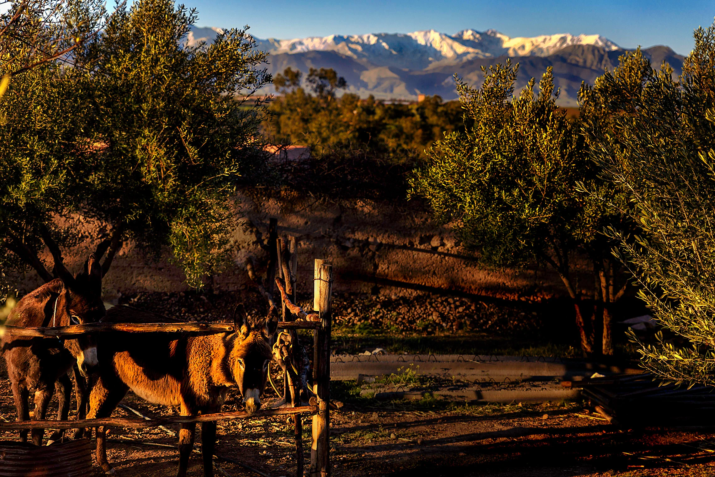 donkeys-edit.jpg