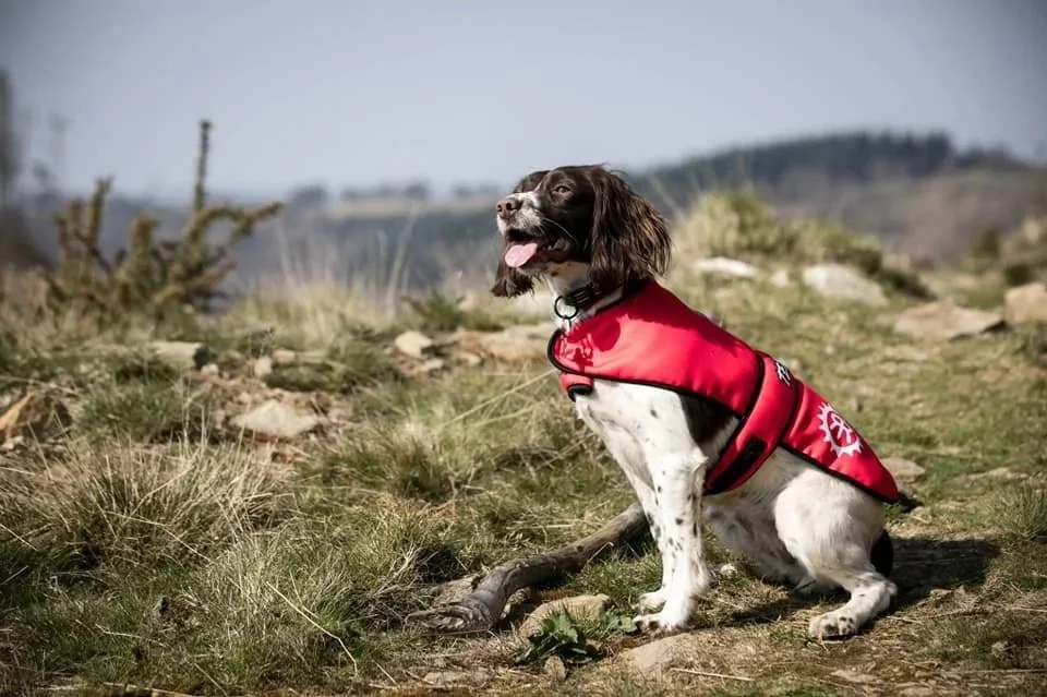 Dog wearing a red harness and vest sitting outdoors on a grassy, rocky hill with desert bushes and distant hills in the background.