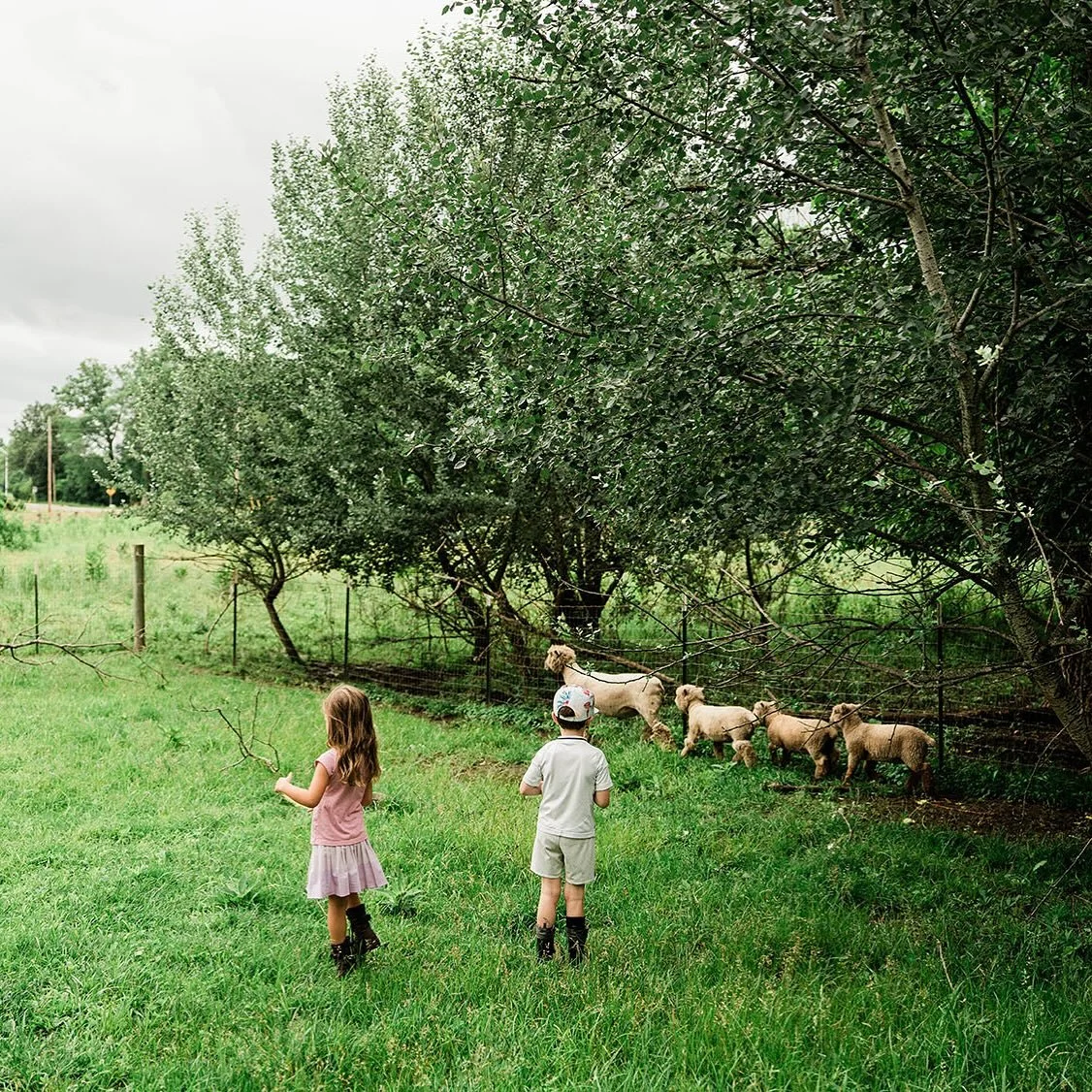 My Fall Mini Sessions on the Farm is now available for booking! Come join me on October 4th, 11th, and 25th for a unique fall session in the heart of New Albany. There will be Highland cows, goats, ducks, and more! For more information, click the lin