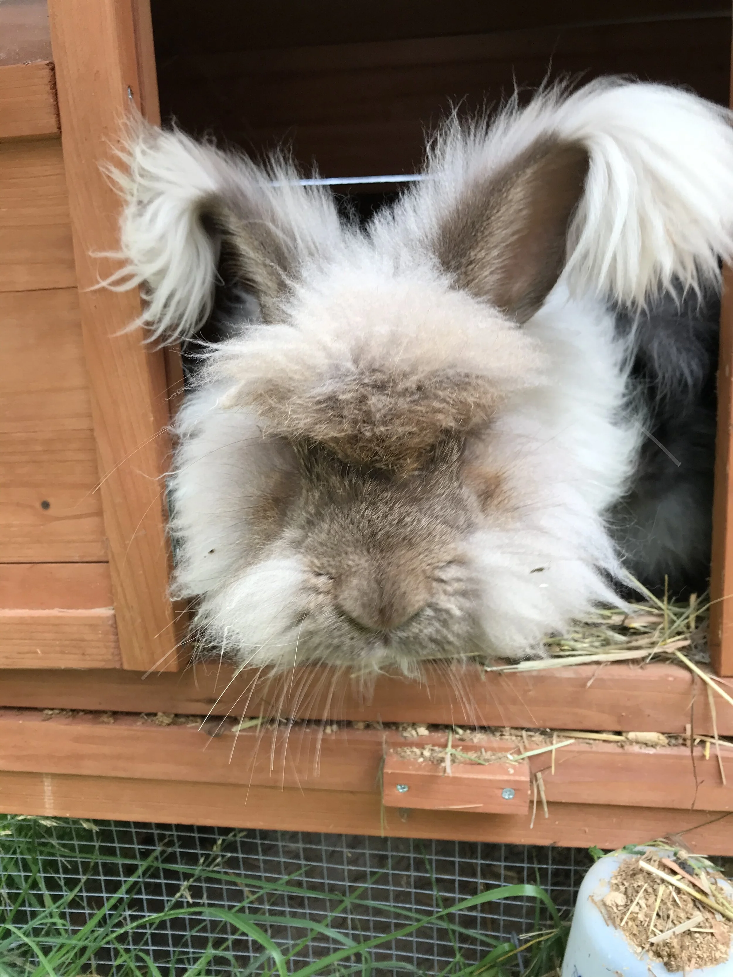 Our Angora, Otto, popping out to see if I had any treats. His wool is the softest on earth and a very warm choice. So warm, in fact, that we have to blend it with other natural fibers so that we get just the right amount of warmth and softness. Sweet