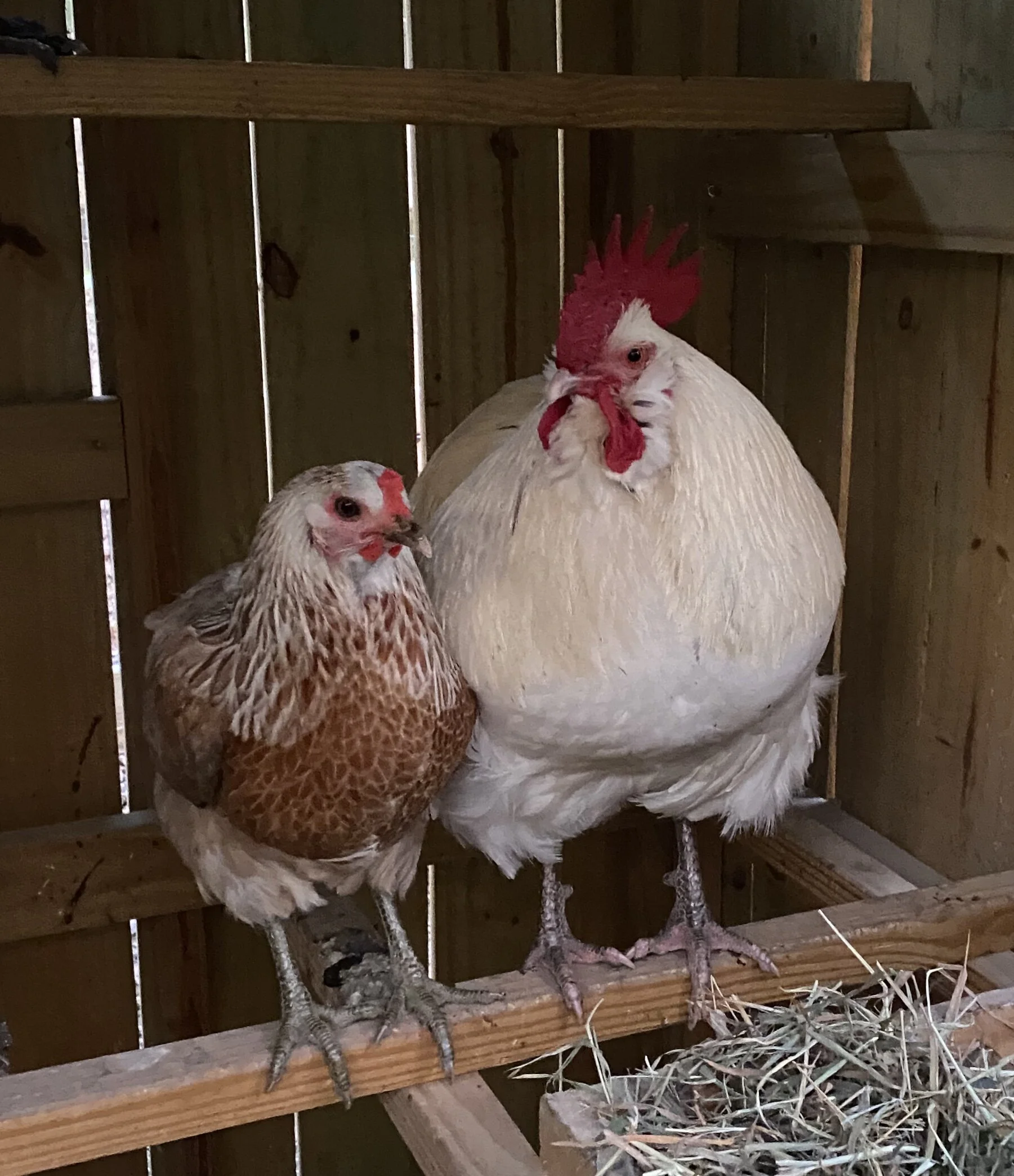 We lost Foggy on August 13th, 2021 to an unknown cause. He was fine at bedtime and had passed by morning. He was barely a year old, and the chicken yard is not the same without our guy. He was the best protector of his flock, very vocal and sometimes