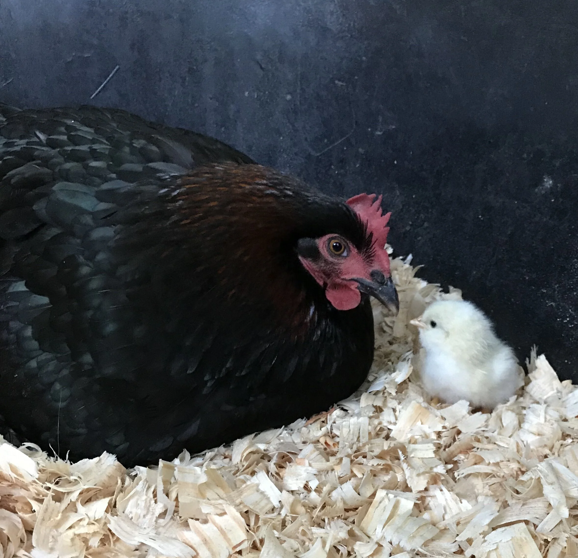 Mama took such good care of her baby Foghorn Leghorn. He is no longer with us, and we're heartbroken to have lost him so soon.
