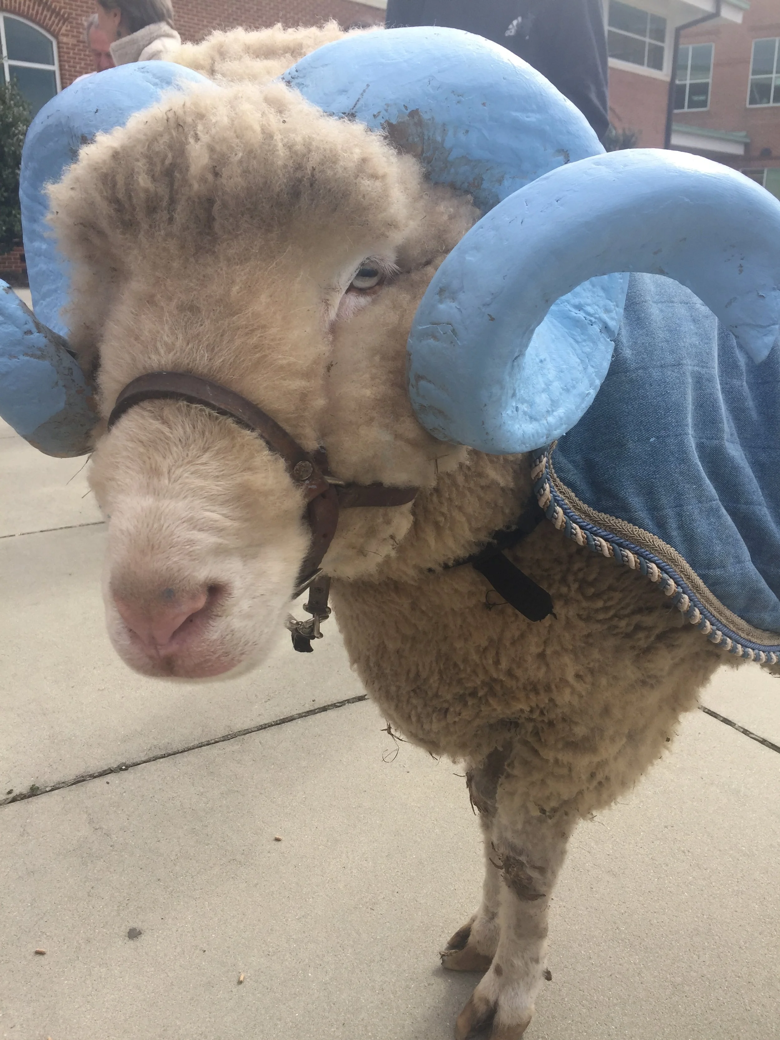 UNC-Chapel Hill mascot, Rameses, came out for textile day at Carrboro High School (where I used to teach!) Gosh, I love that sheep:)