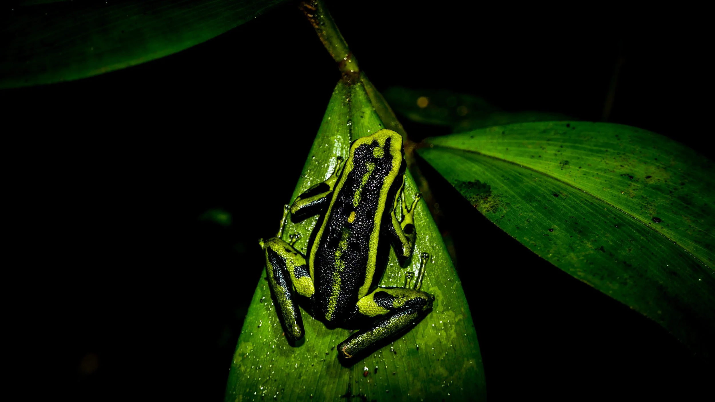 Asesina Verde.jpg