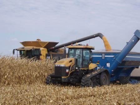 448_corn_combining.jpeg