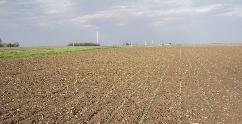 242_week_4_kruse_corn_2.jpeg