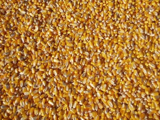 512_Week_8_corn_in_sun.jpeg