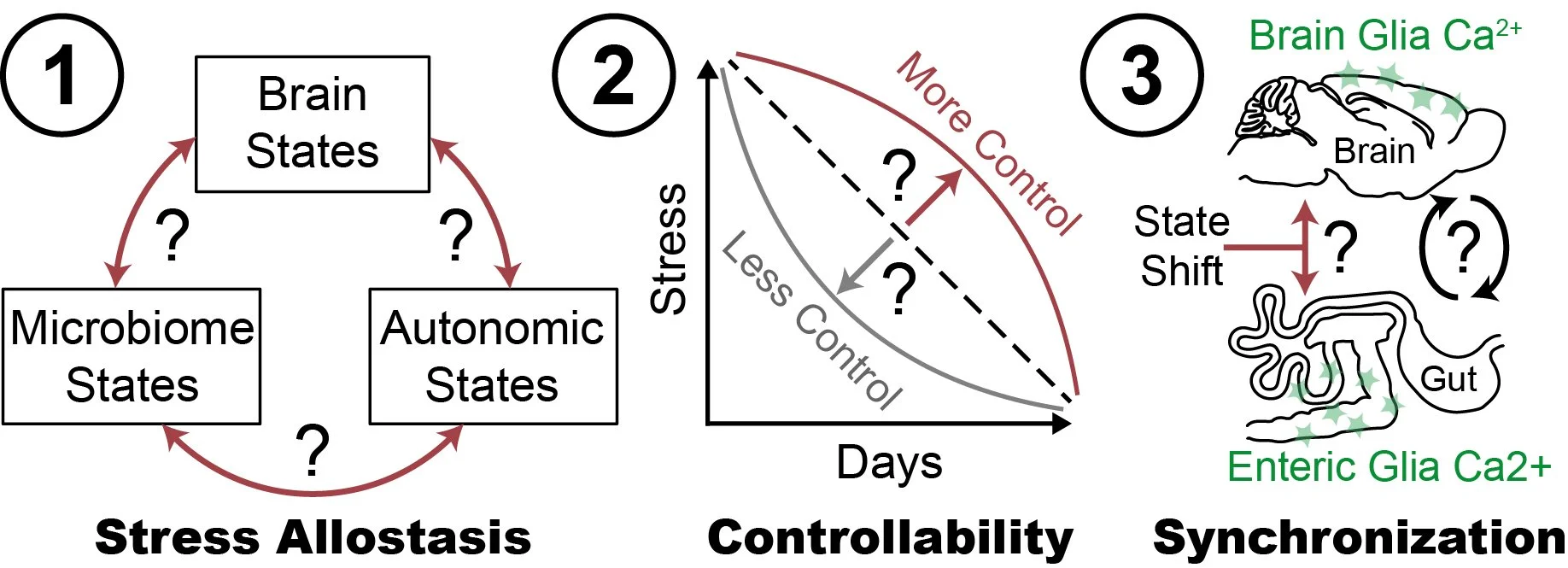 Sipe lab awarded $2M NIH R35 grant to study stress allostasis