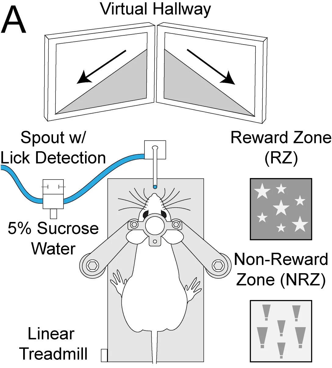 New preprint from Sipe laboratory examining citric acid water on mouse motivation
