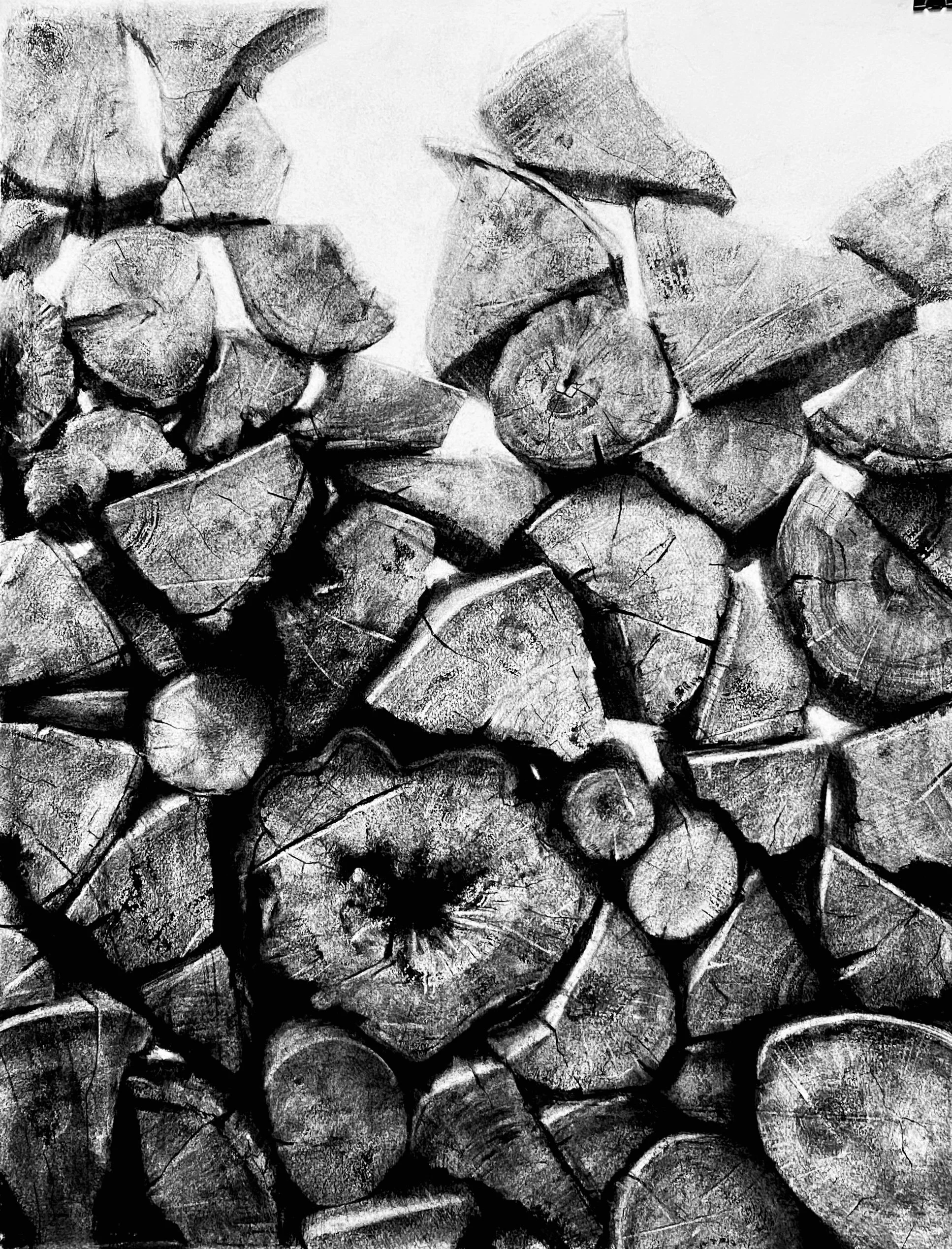 Spring II Charcoal on Rives Paper 30" x  22.5"