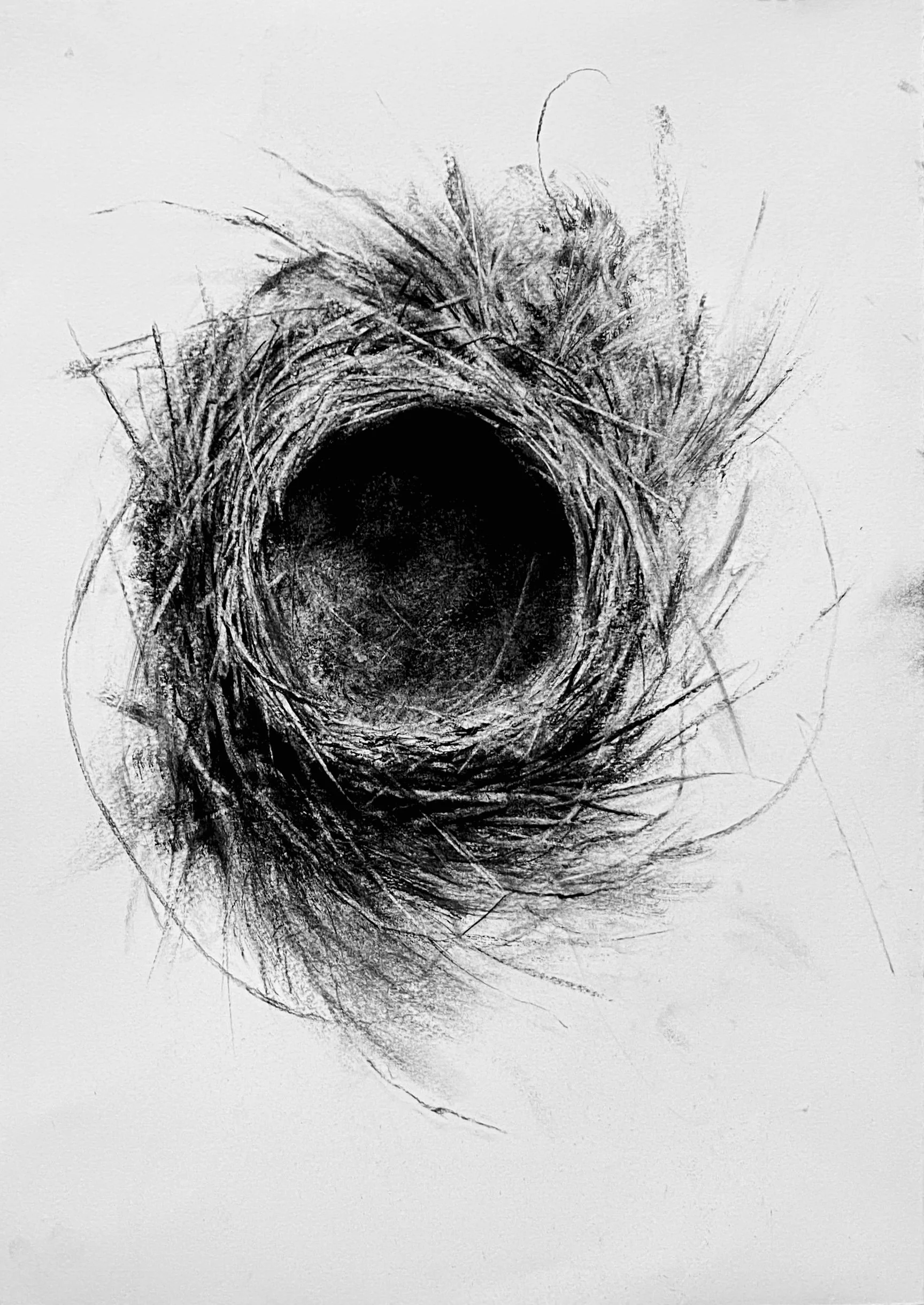 Empty Nest II Charcoal on Rives Paper 21" x 15"