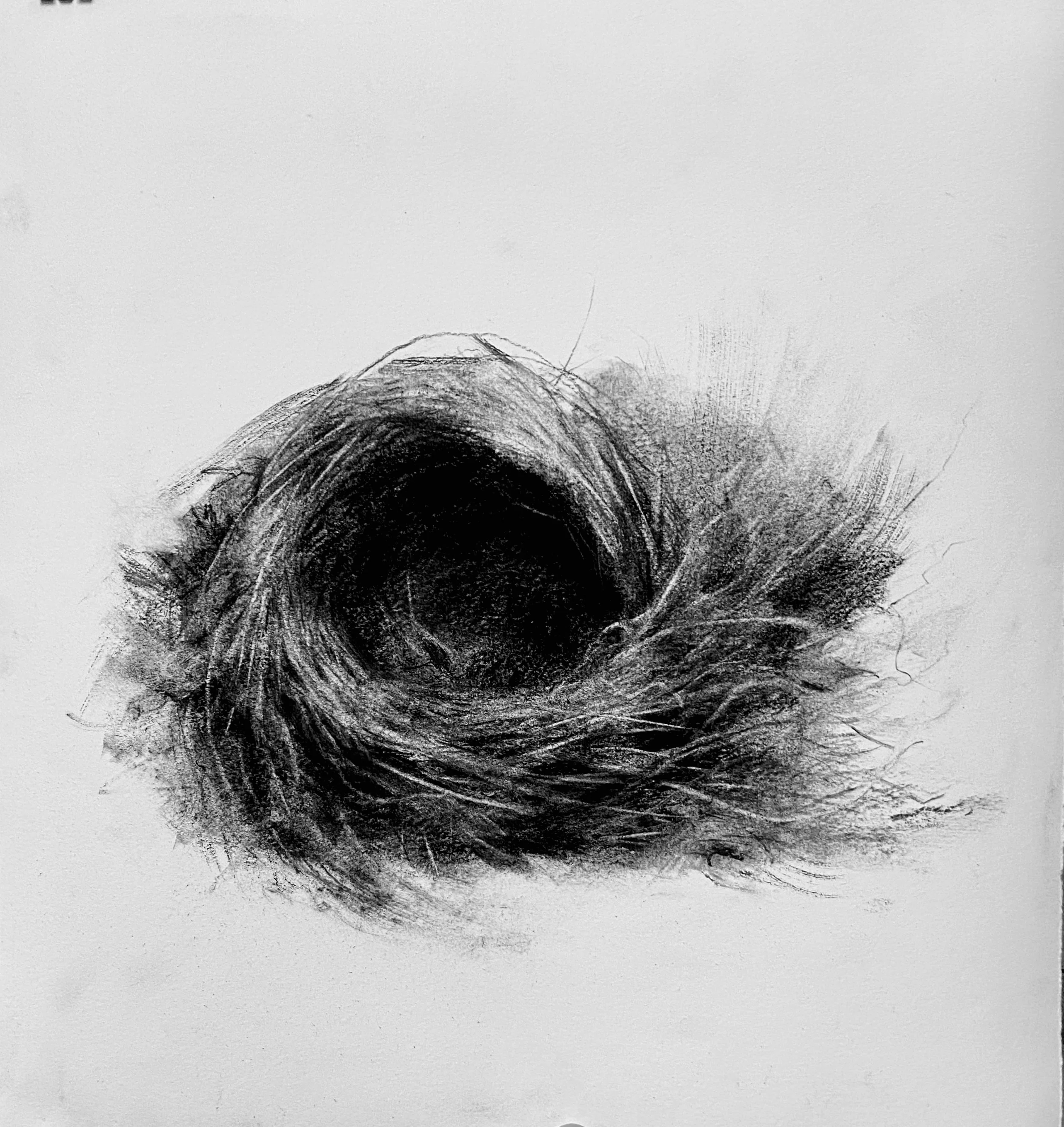 Woodthrush I 
Charcoal on Rives Paper 15" x 16"