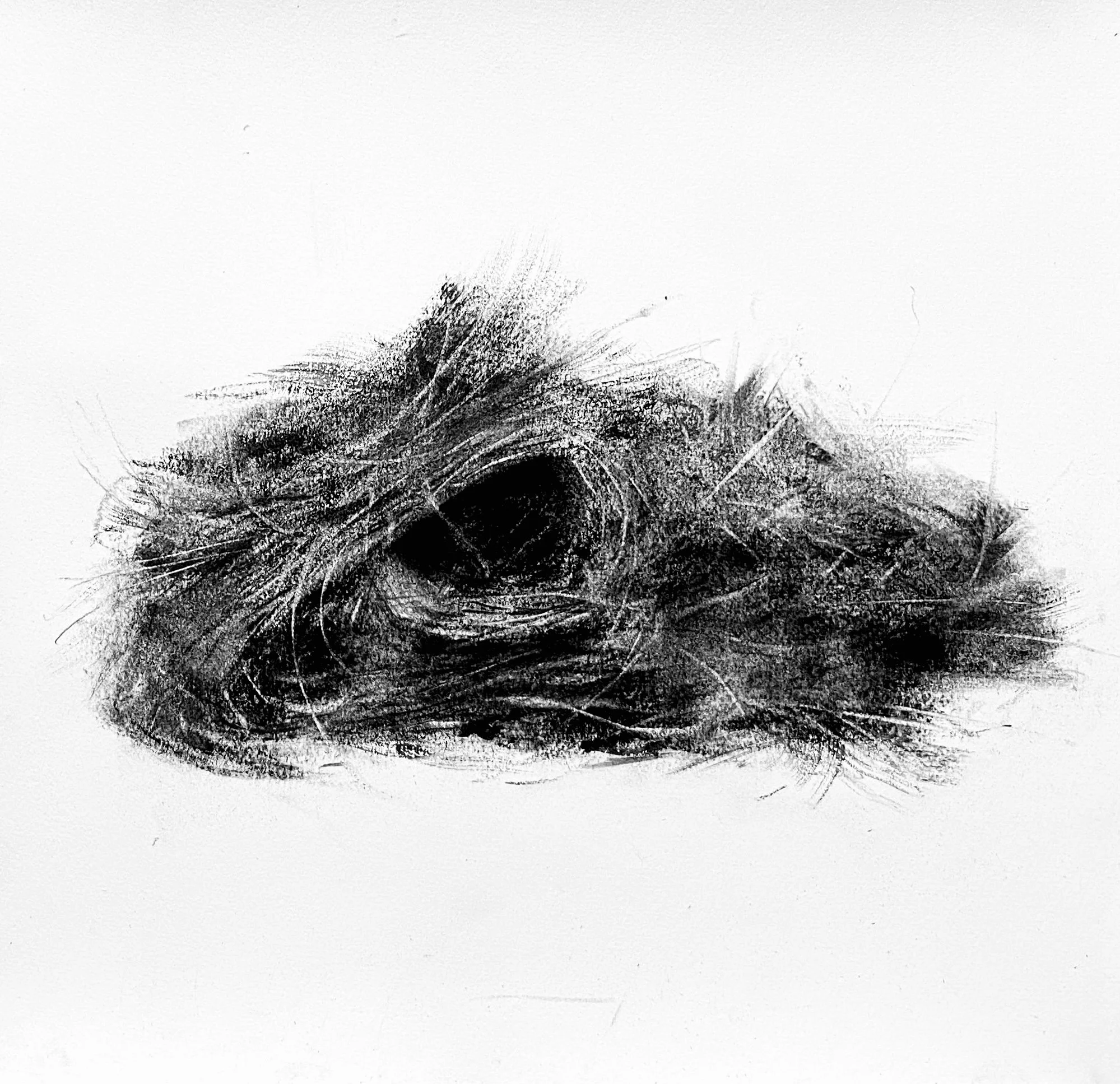 Woodthrush II Charcoal on Rives Paper 15" x 16"