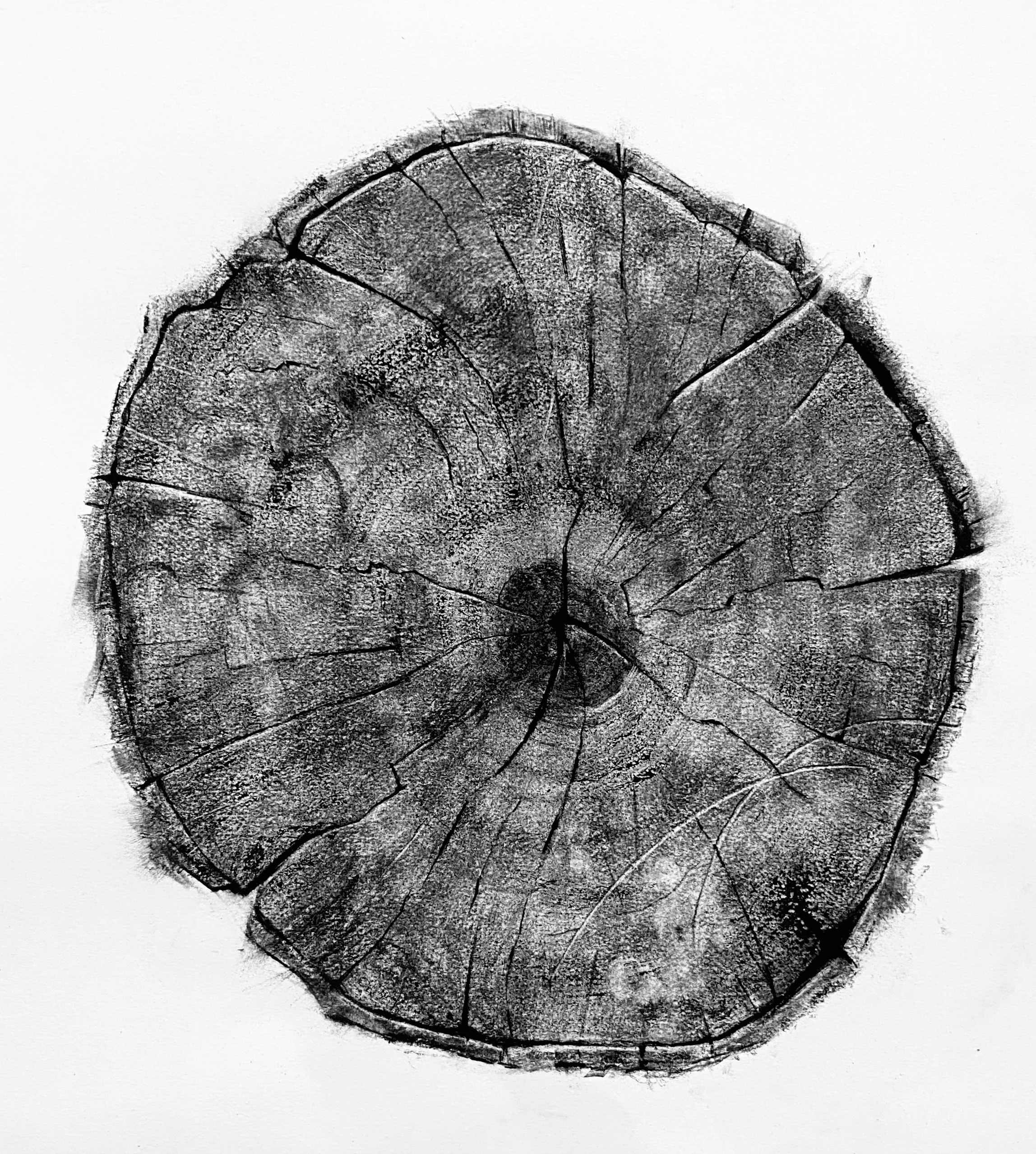 Section Charcoal on Rives Paper 23' x 23"