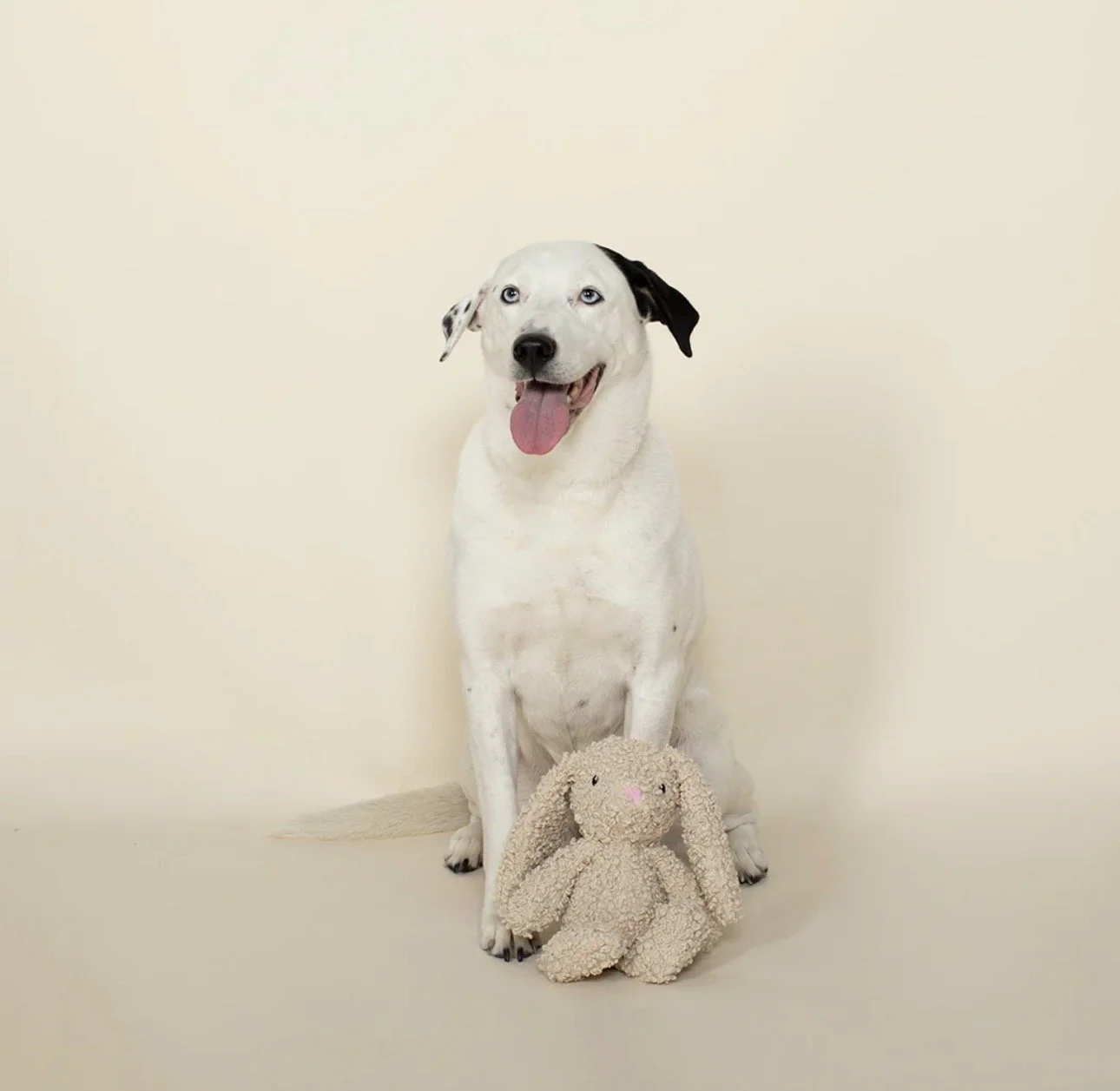 White dog playing with Honey Bunny Valentine's plush squeaker dog toy by PetShop by Fringe Studio
