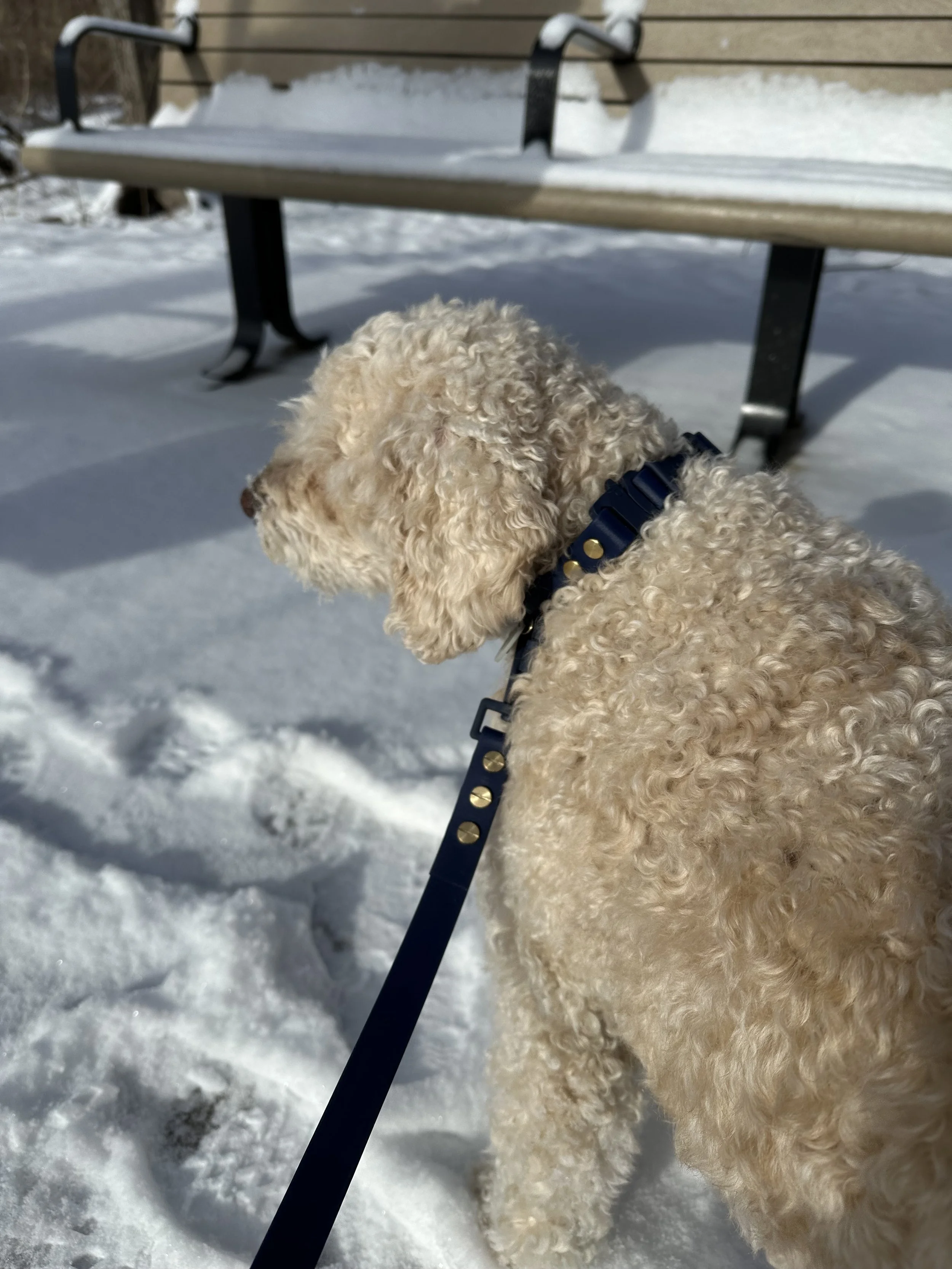 Golden doodle on walk with Midnight Rover tonal navy waterproof biothane dog leash Hund Trails Collection Hund and Shore