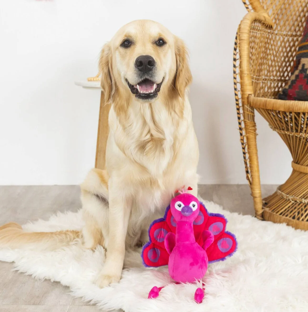 Golden retriever playing with Queen of Hearts Plush Dog Toy