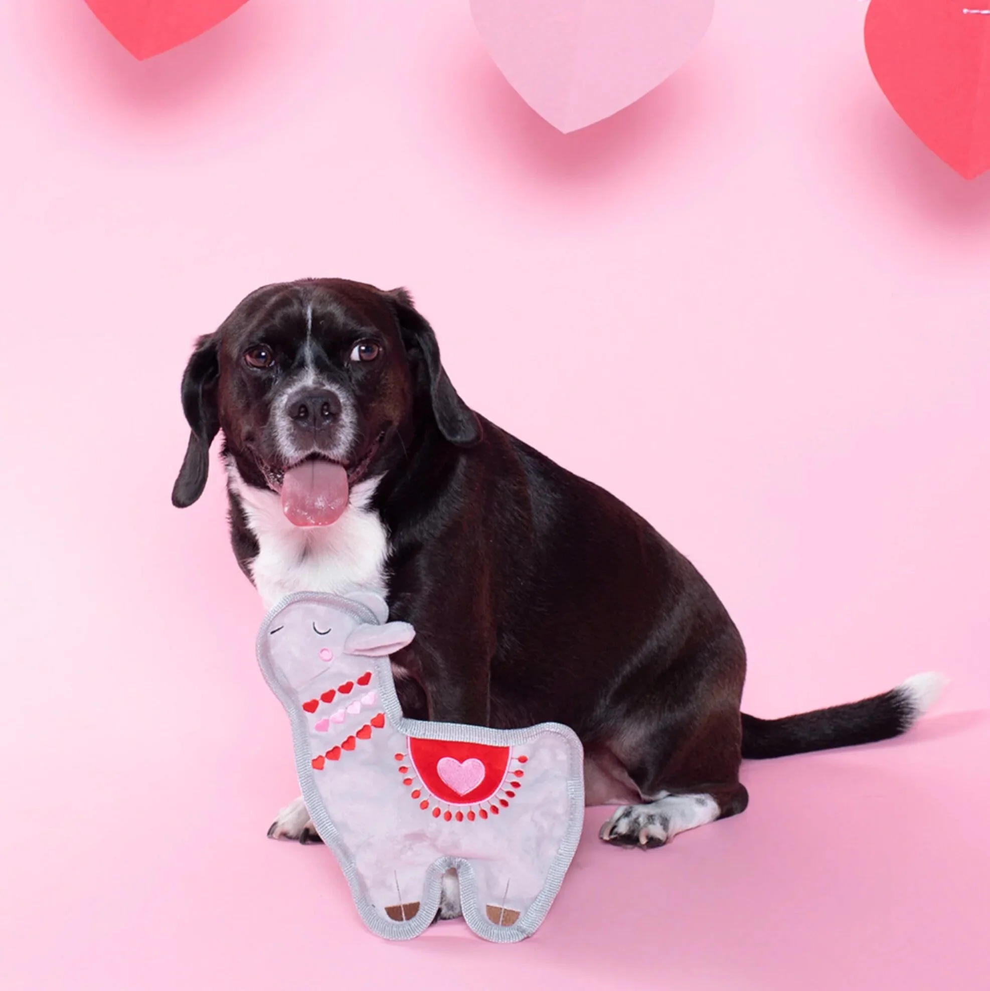 Black dog playing with Llama be your valentine dog toy