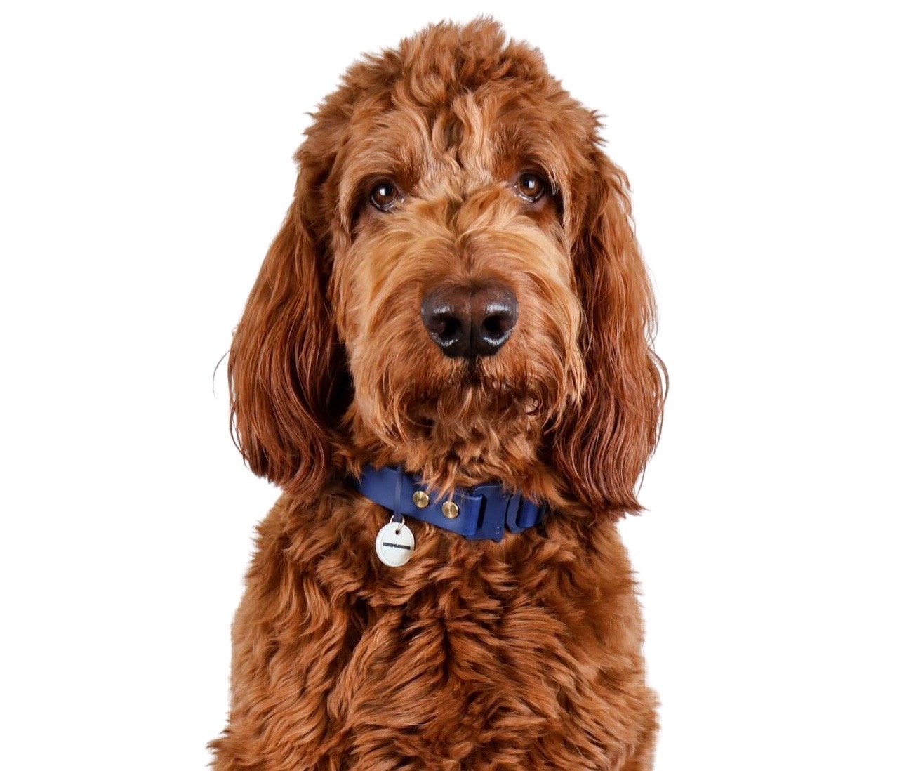 Biothane vs. Nylon Dog Collars: The Ultimate Showdown (Spoiler: Your Nose Will Thank You)