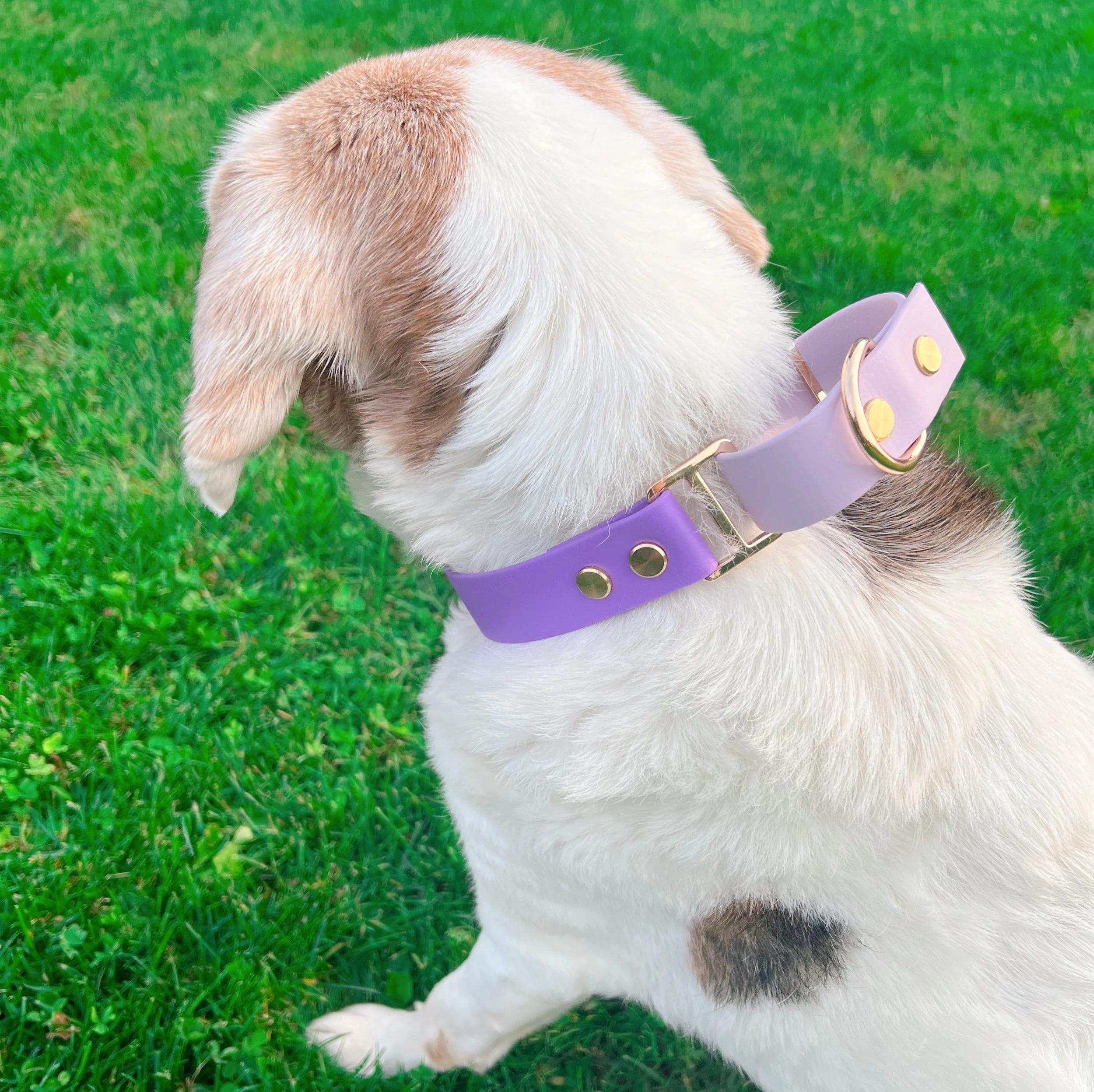 What is a Martingale Collar? (A Guide for Owners of Escape Artists, Drama Queens, and Dogs Who Just Know Better)