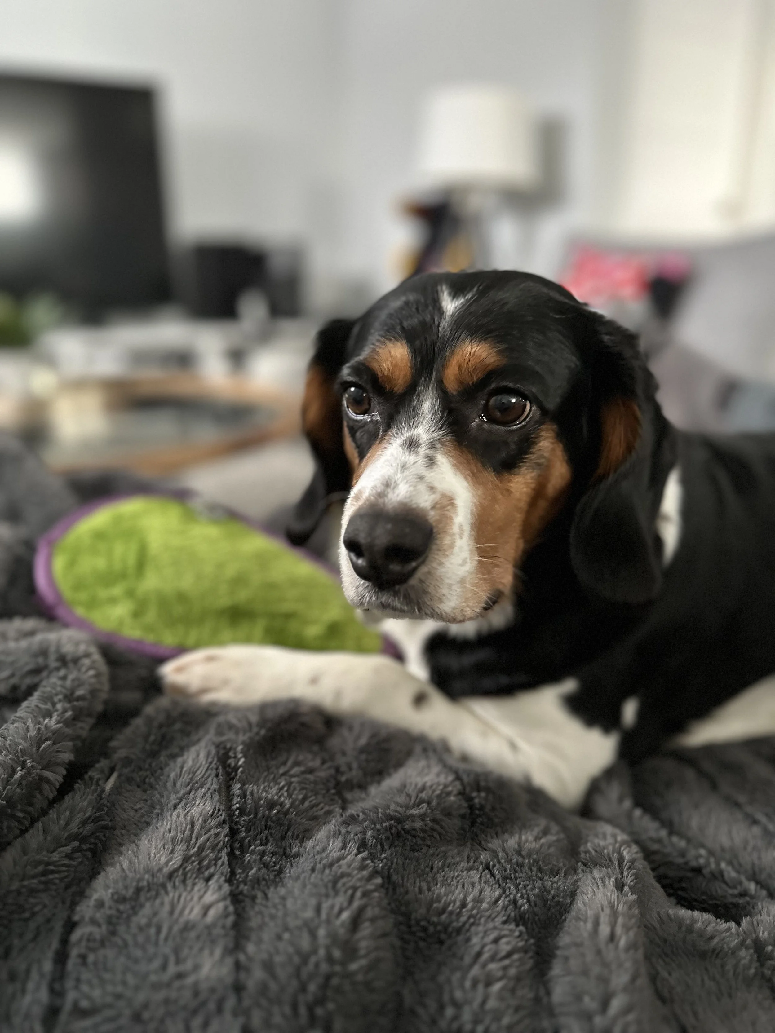 Close-up of a black, white, and tan dog lying on a soft gray blanket with a green chew toy nearby in a cozy living room.