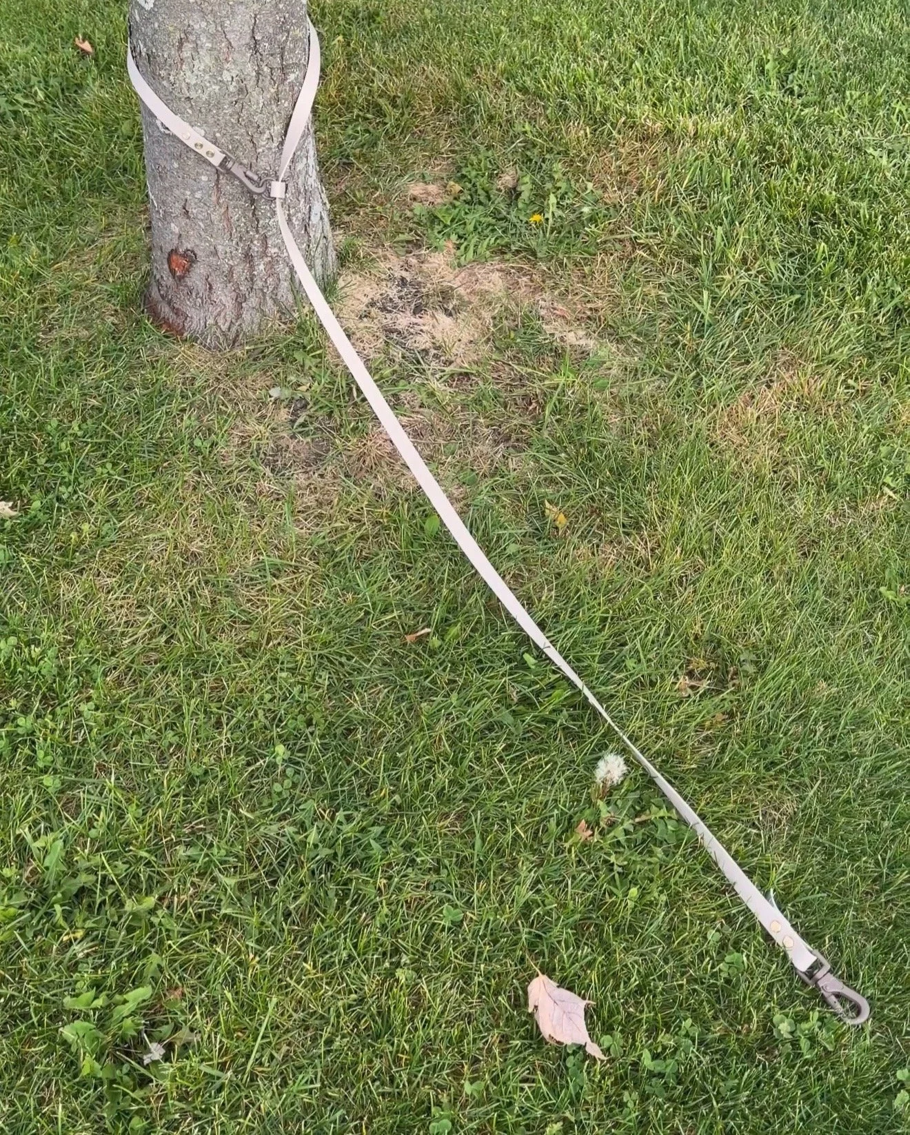 Dog leash with long line
