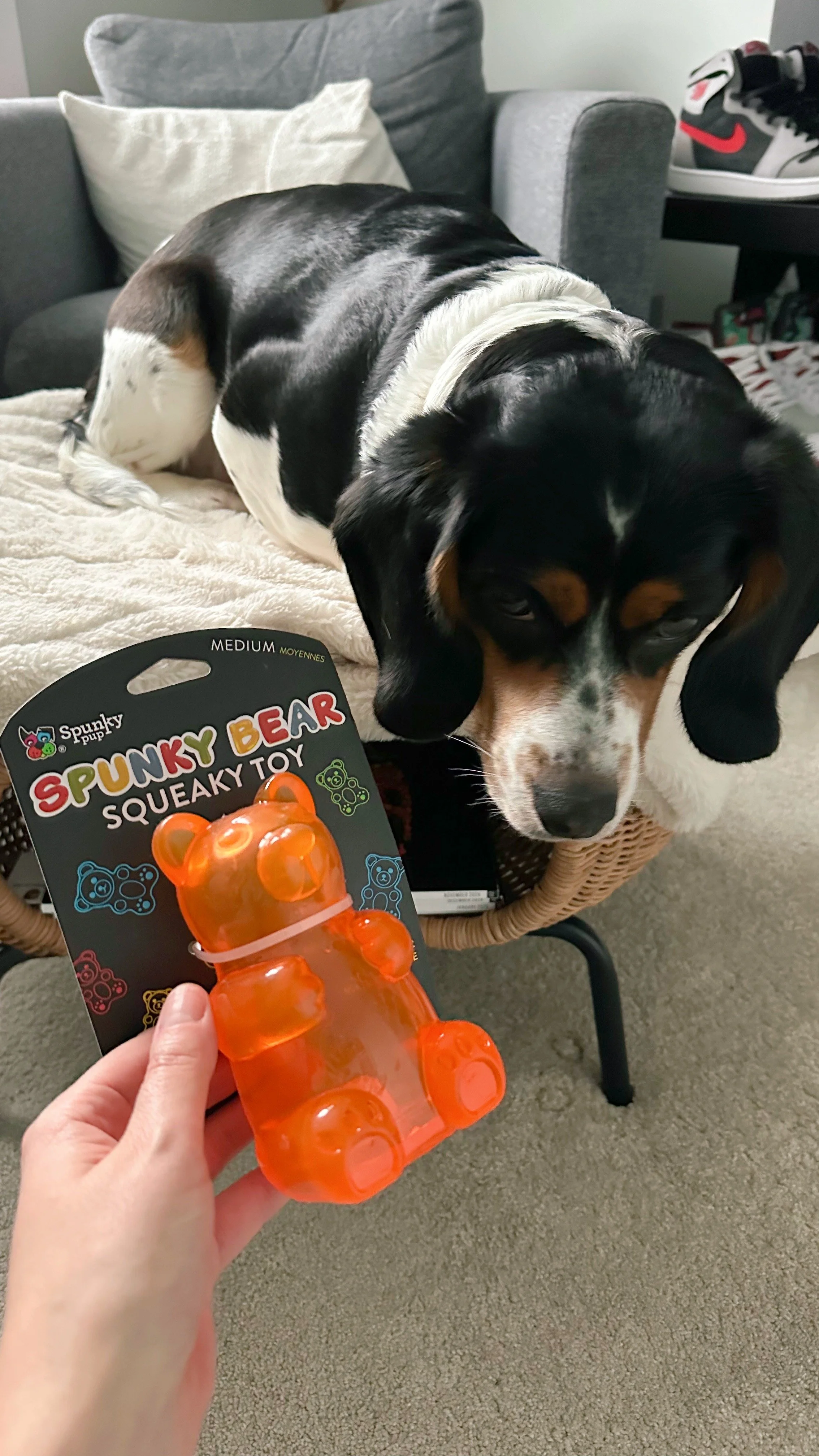 A person holds an orange bear-shaped squeaky toy labeled 'Spunky Bear' in front of a dog resting on a beige blanket on a wicker table. The dog is a tricolor hound with black, white, and brown markings, looking at the toy with a calm expression.