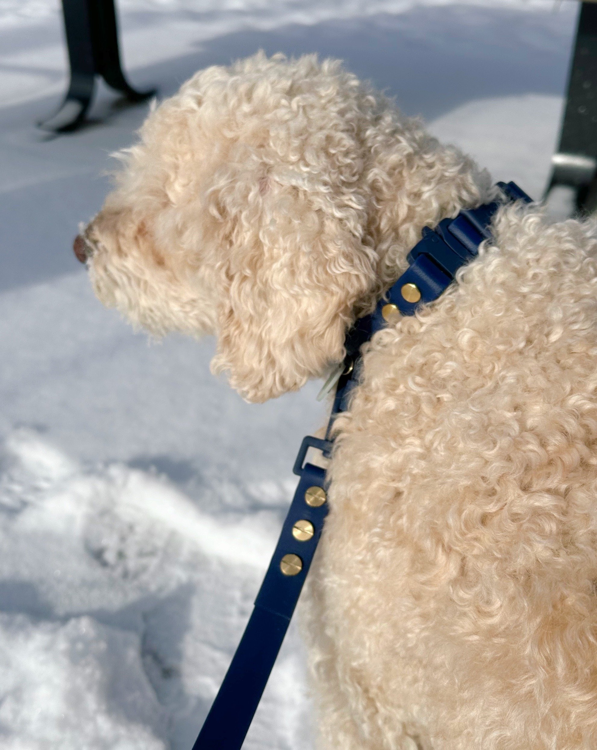 Golden doodle wearing Midnight Rover tonal navy waterproof biothane dog collar Hund Trails Collection Hund and Shore