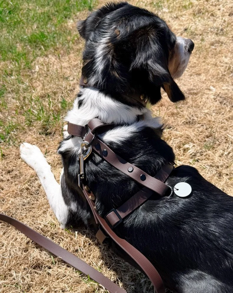Biothane barrel dog harness in espresso on a Beagle, metal hardware, secure fit