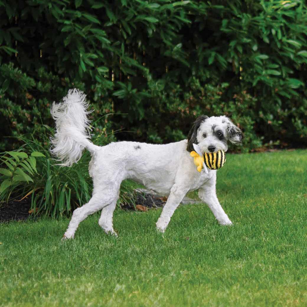 Dog playing with Fabdog Bumble Bee Faball 2 in 1 squeaky plush fetch toy with spiky ball available at Hund and Shore