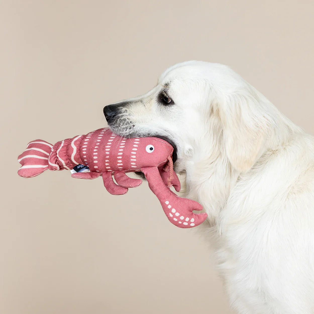 Labrador with dog toy