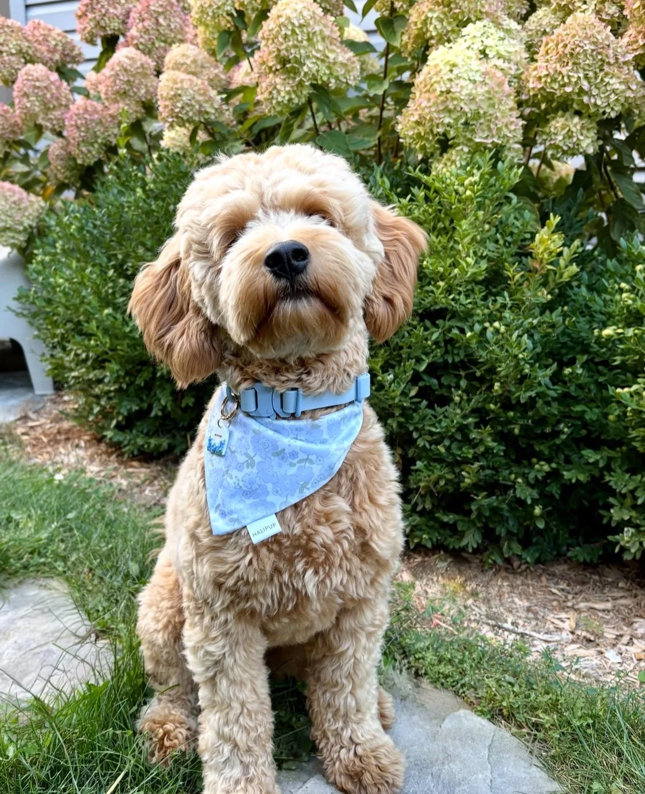 Golden doodle in blue dog collar
